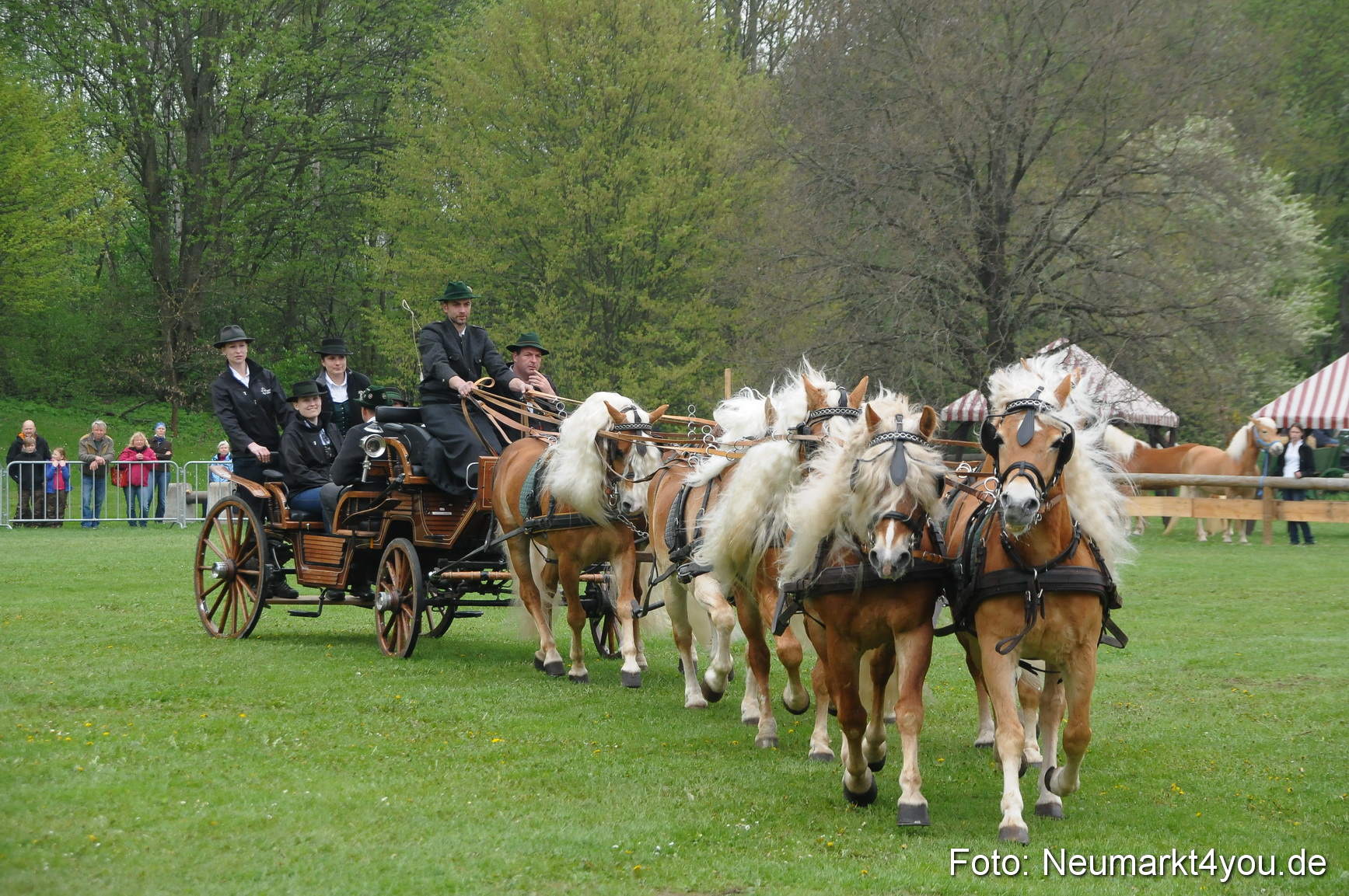 Haflingertreffen Neumarkt 010513 0011