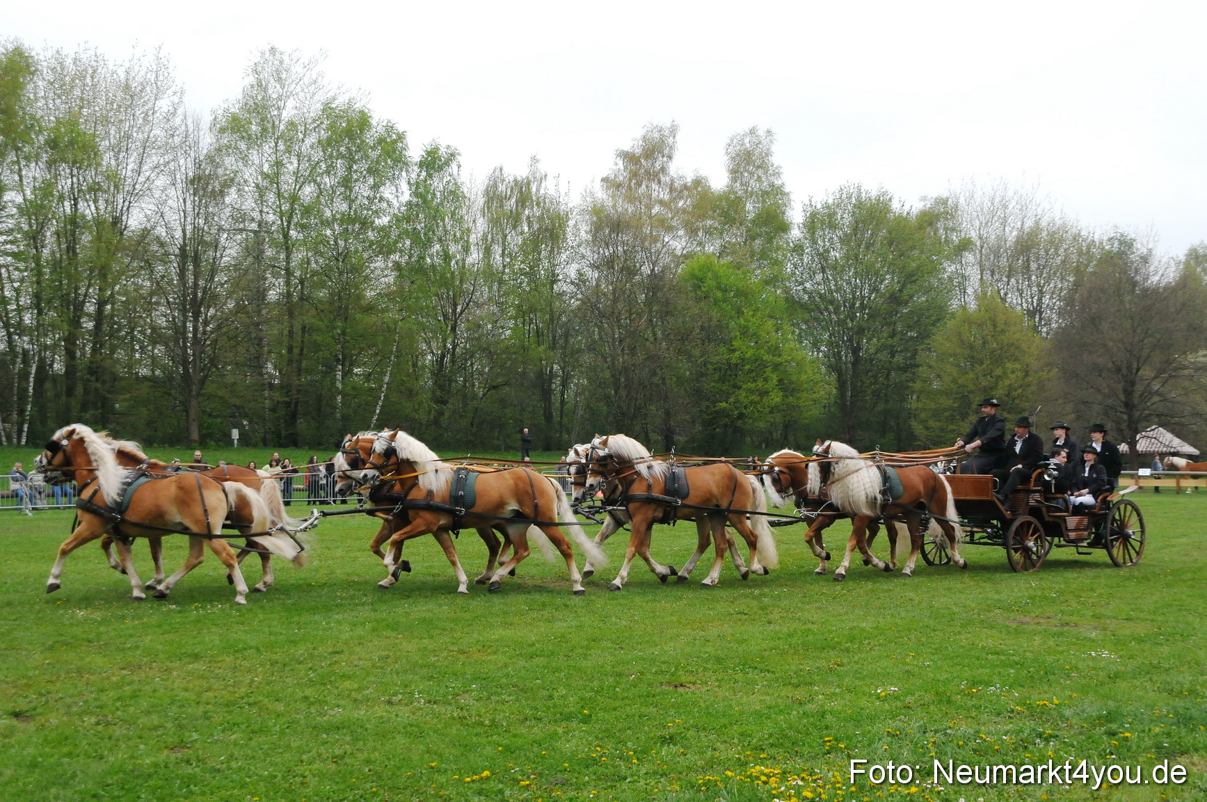 Haflingertreffen Neumarkt 010513 0012
