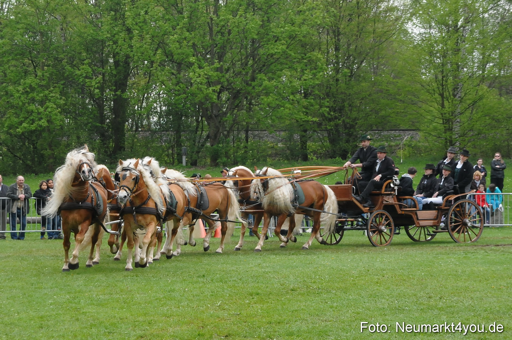 Haflingertreffen Neumarkt 010513 0013