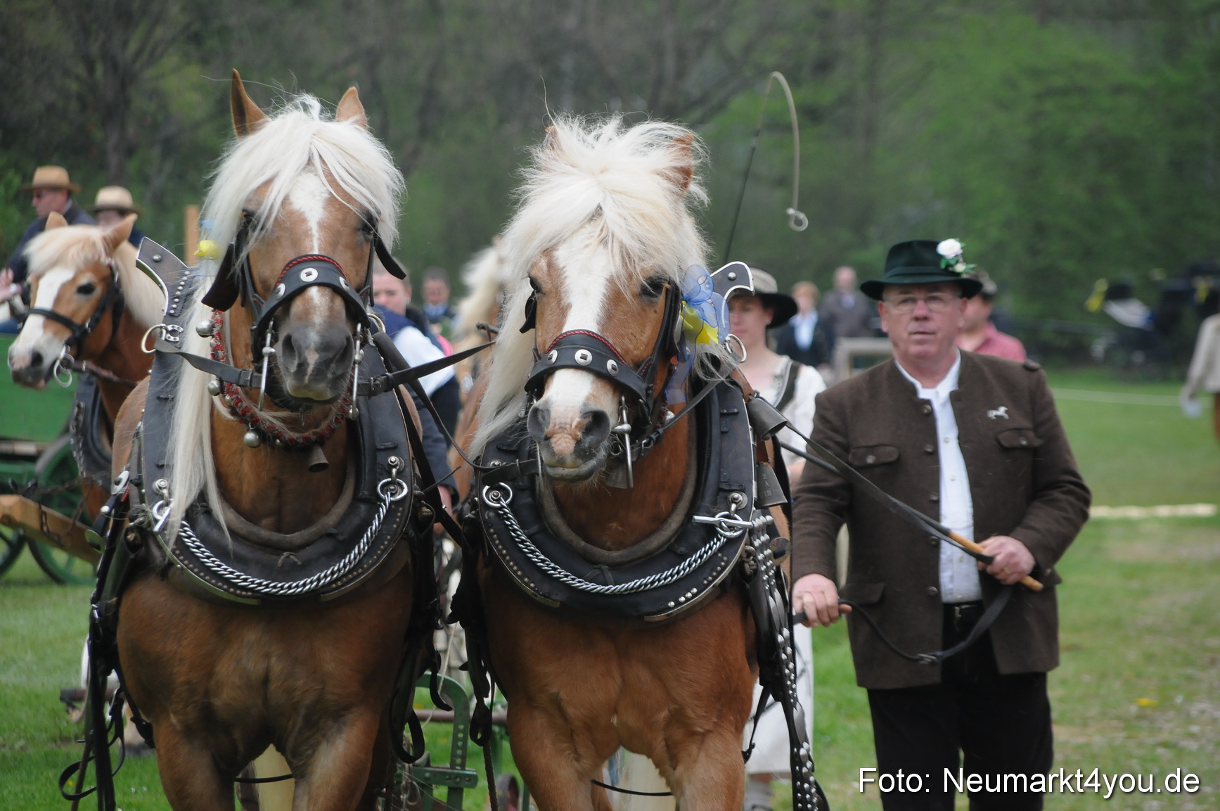 Haflingertreffen Neumarkt 010513 0015