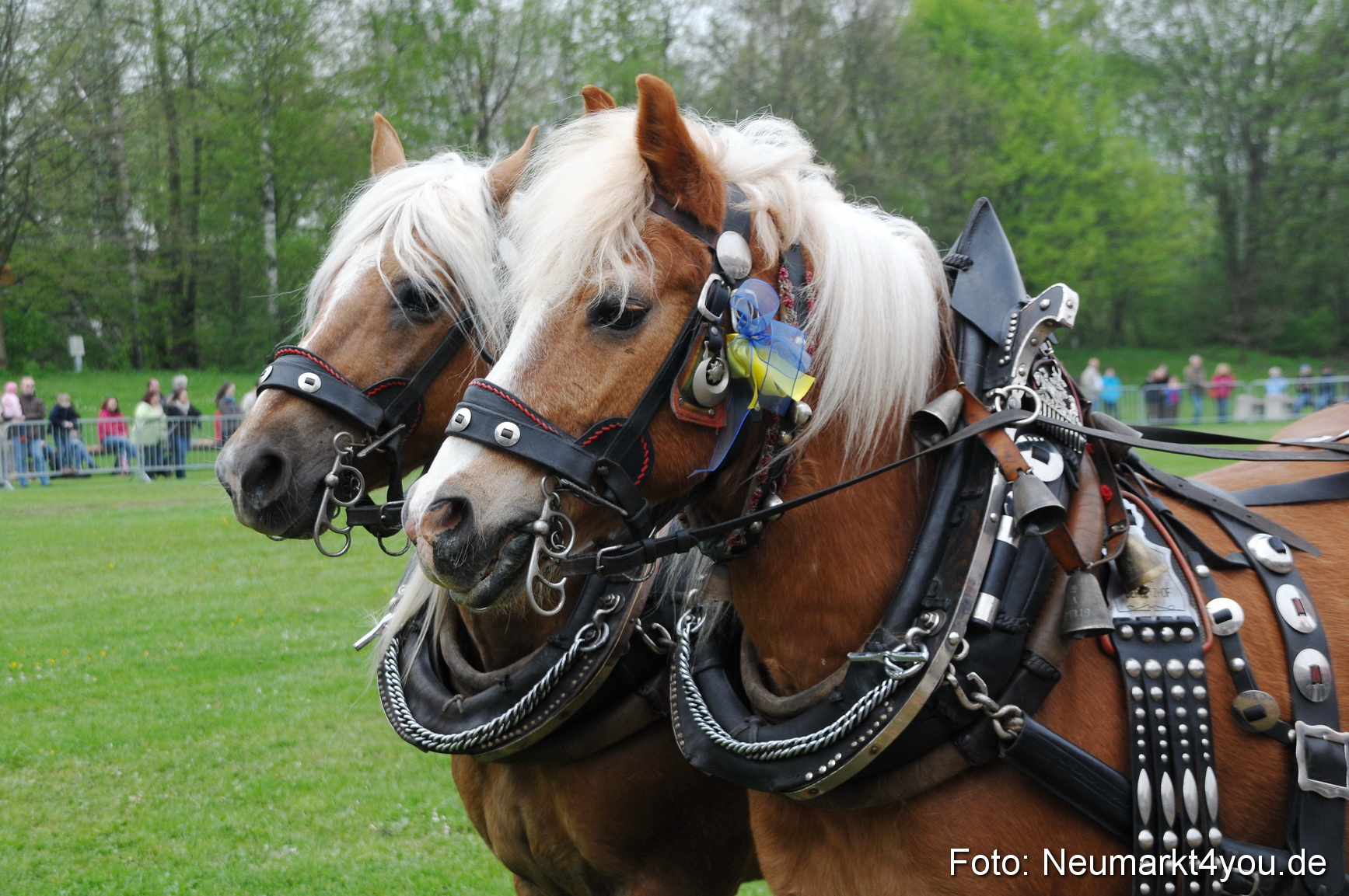Haflingertreffen Neumarkt 010513 0016