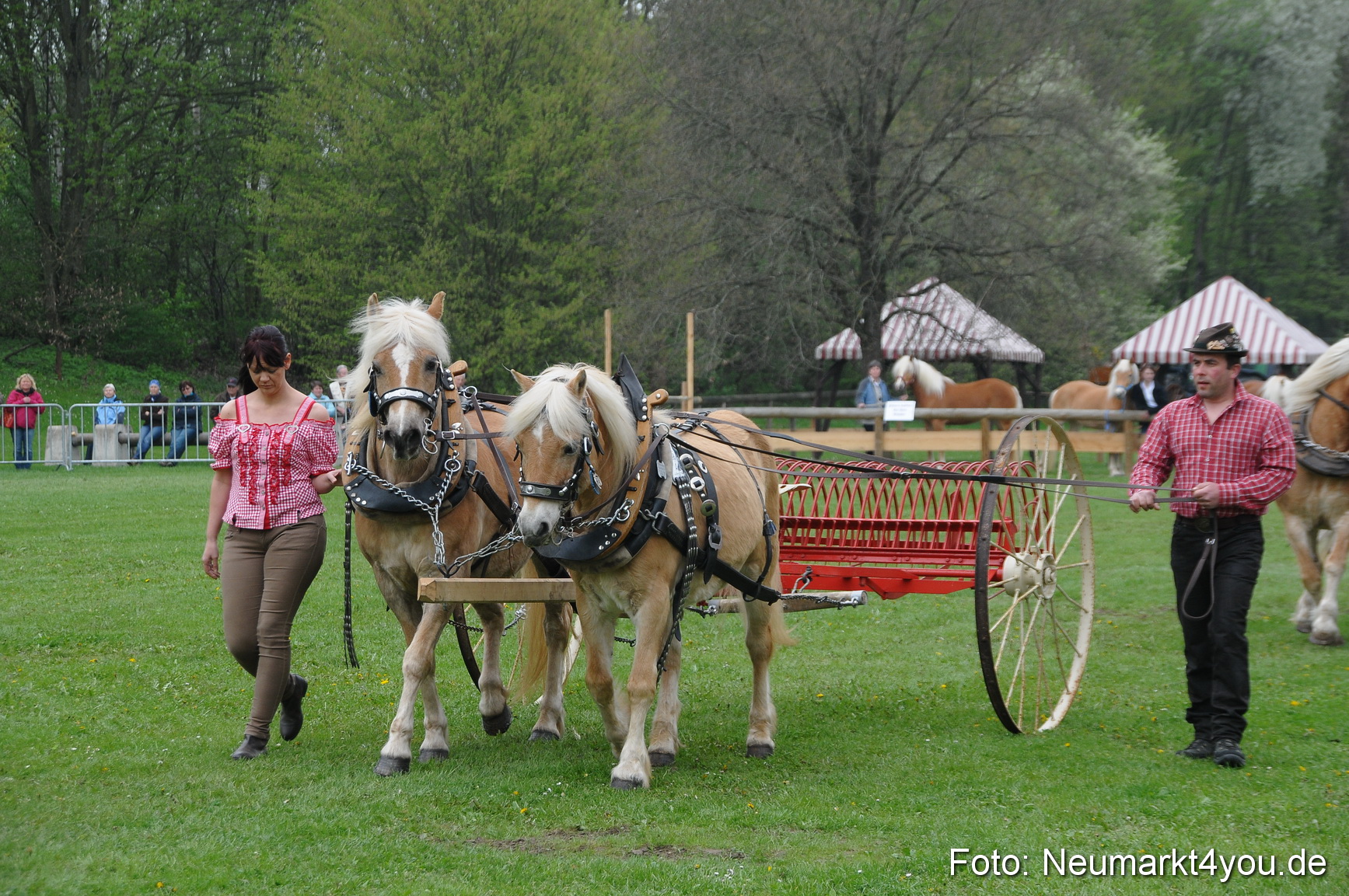 Haflingertreffen Neumarkt 010513 0018