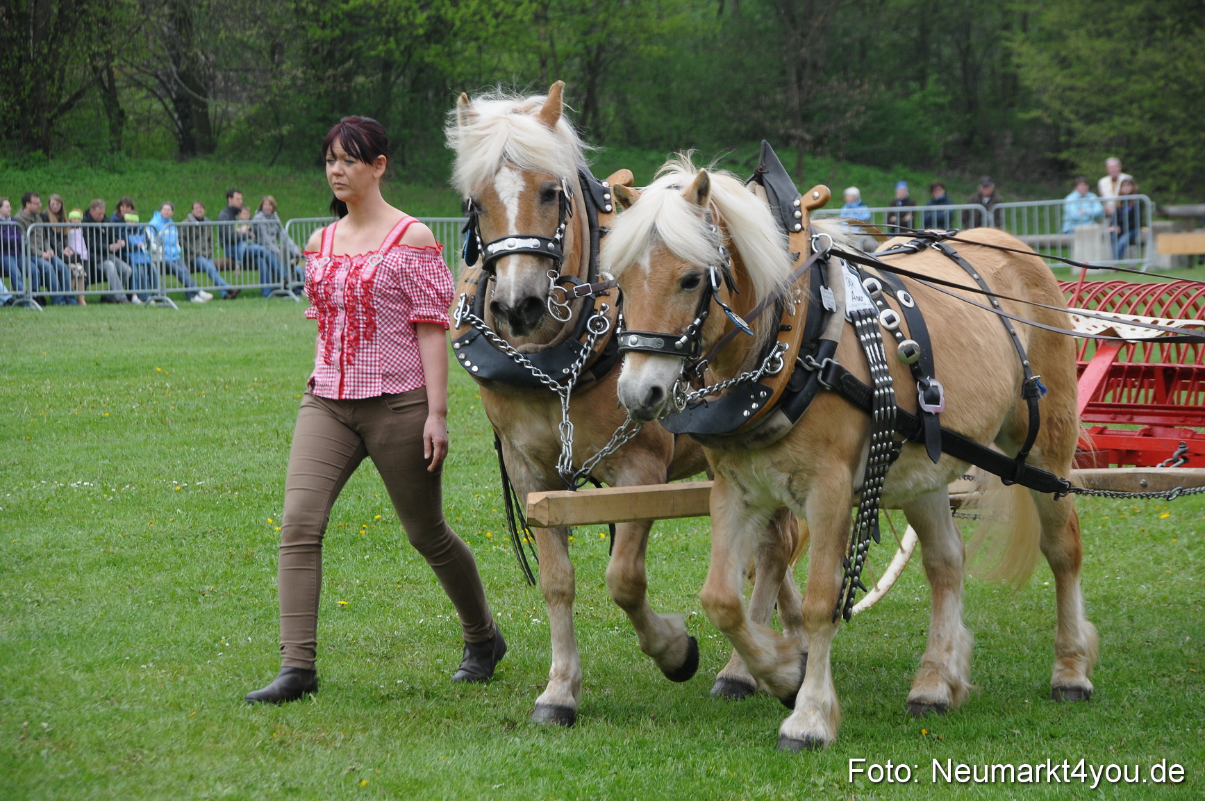 Haflingertreffen Neumarkt 010513 0019