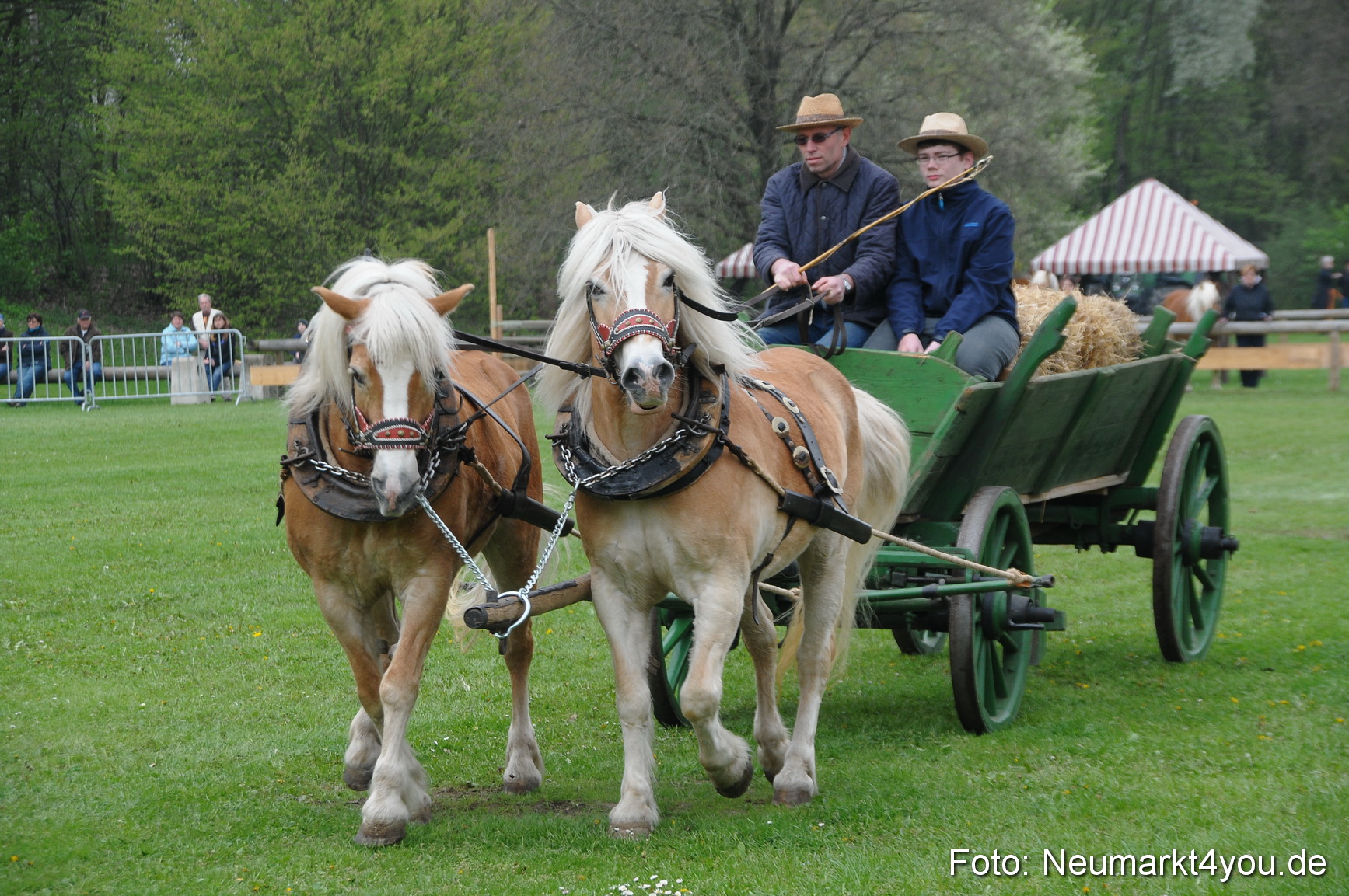 Haflingertreffen Neumarkt 010513 0020