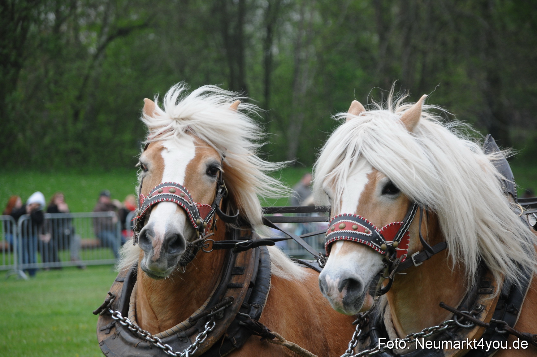 Haflingertreffen Neumarkt 010513 0021