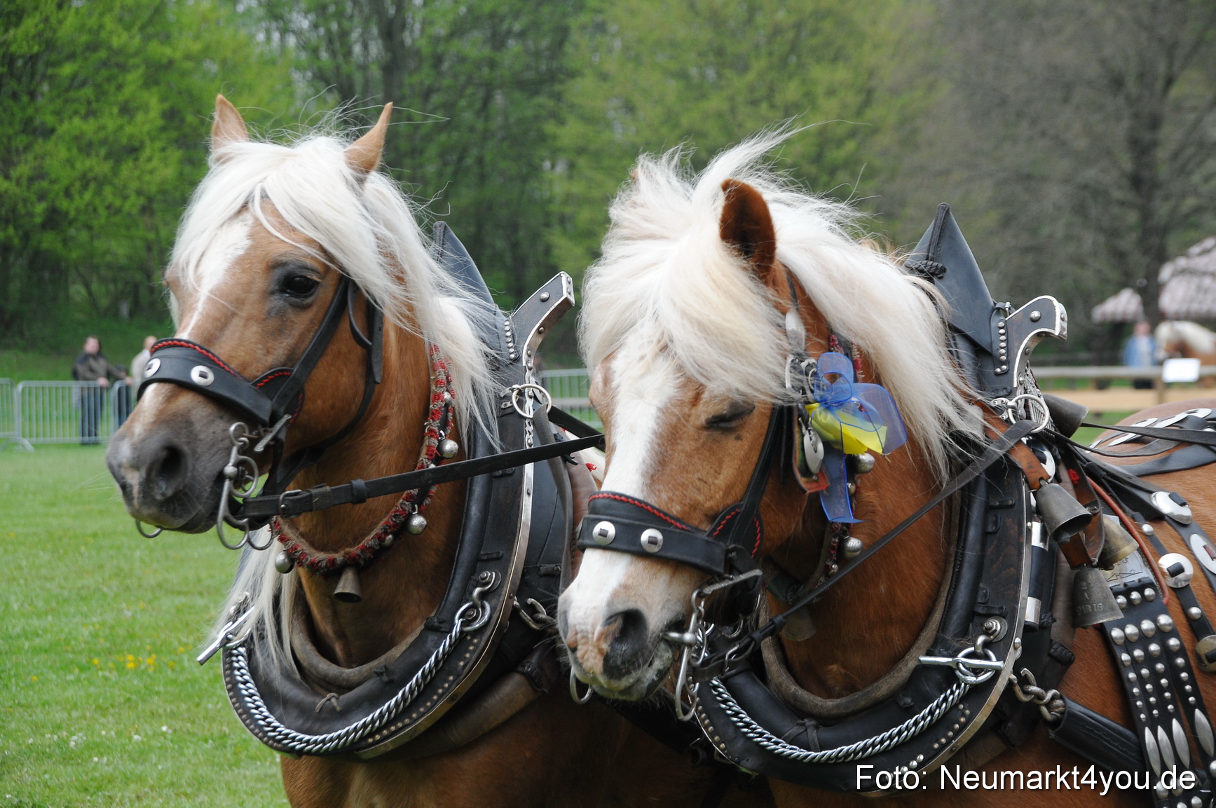 Haflingertreffen Neumarkt 010513 0023