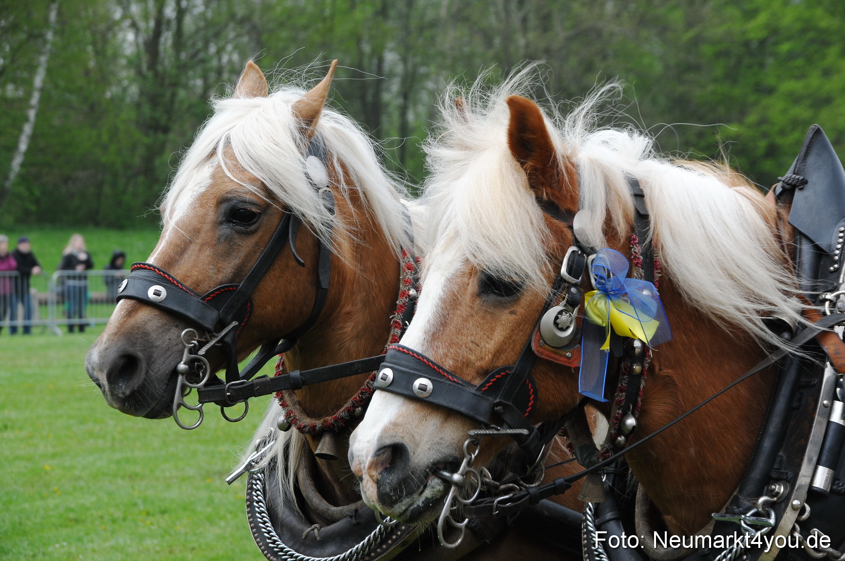 Haflingertreffen Neumarkt 010513 0024