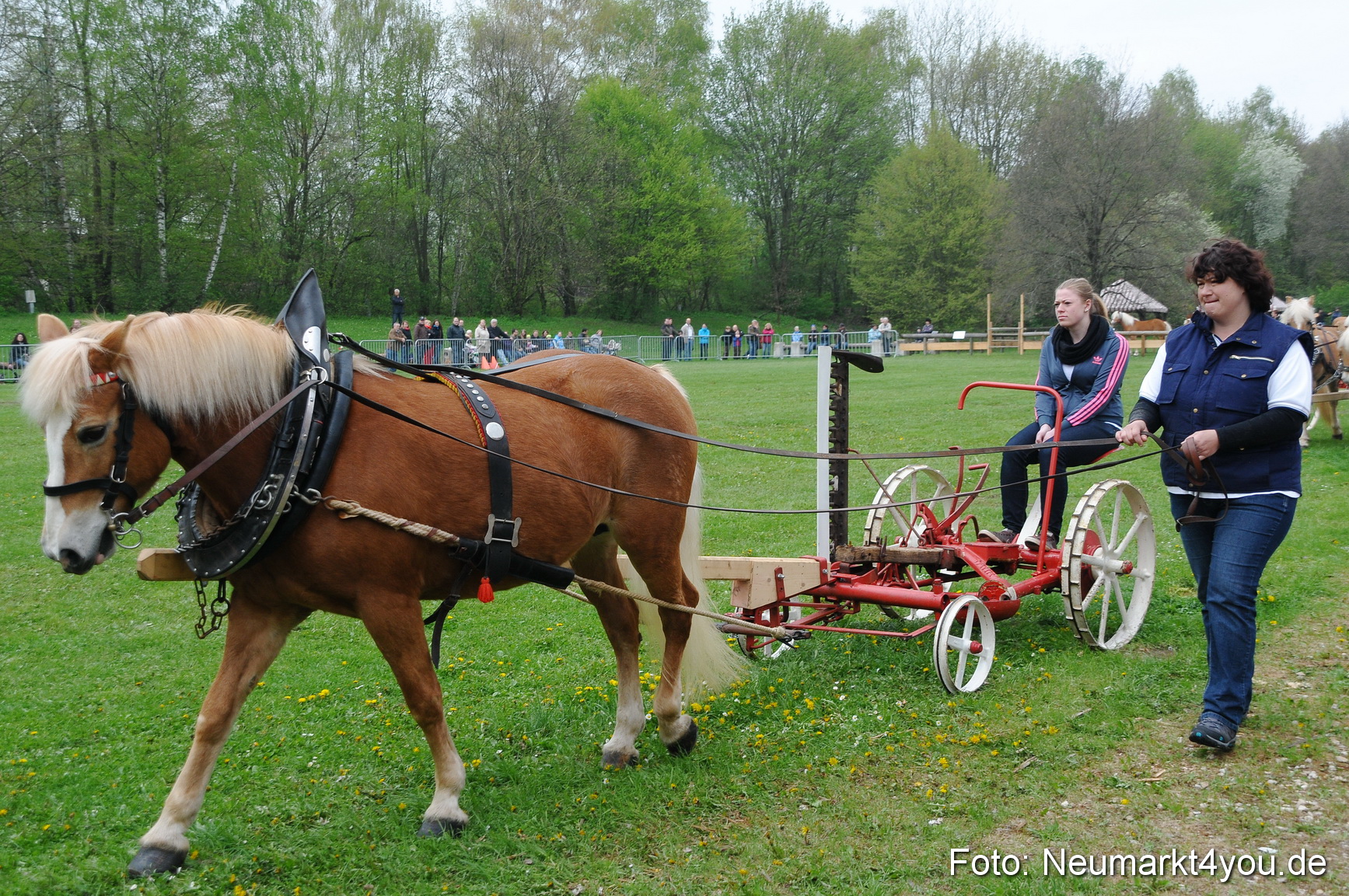 Haflingertreffen Neumarkt 010513 0025