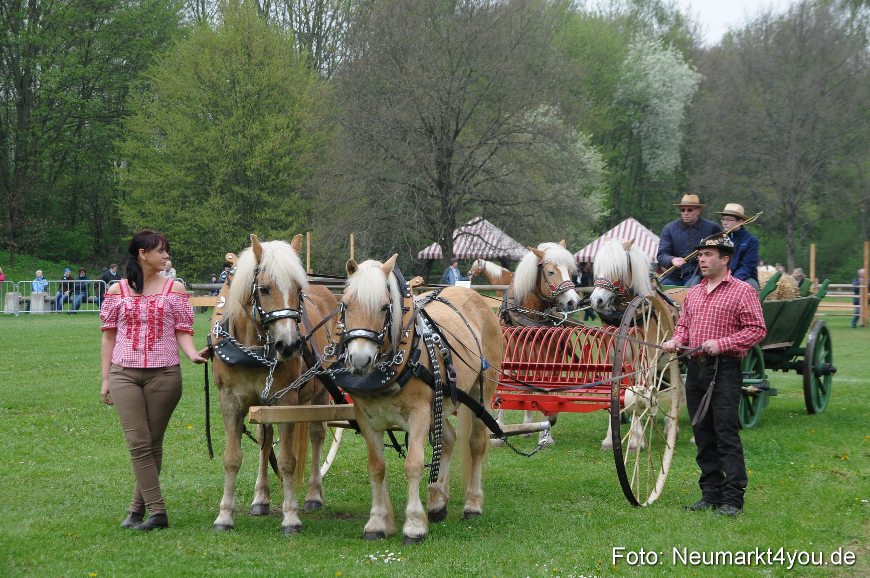Haflingertreffen Neumarkt 010513 0026