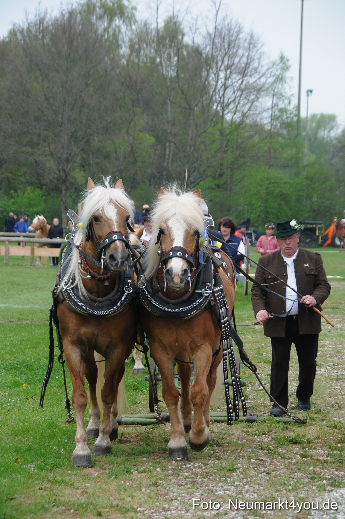 Haflingertreffen Neumarkt 010513 0027