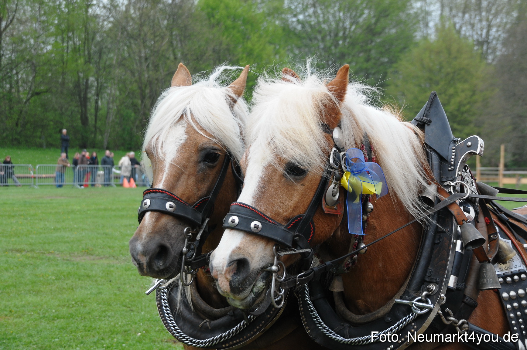 Haflingertreffen Neumarkt 010513 0028