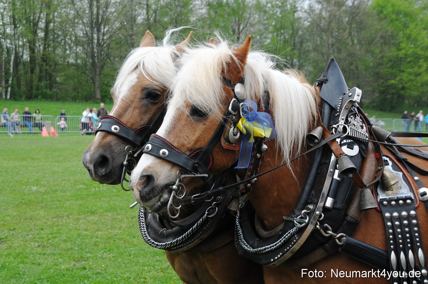 Haflingertreffen Neumarkt 010513 0029