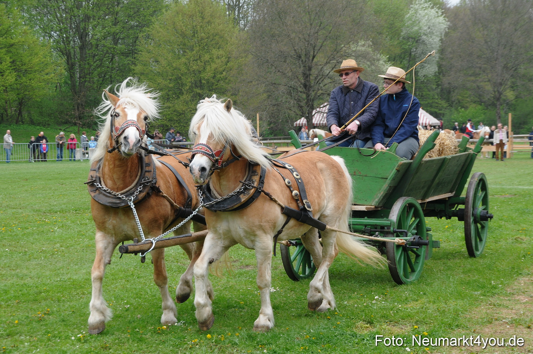 Haflingertreffen Neumarkt 010513 0031