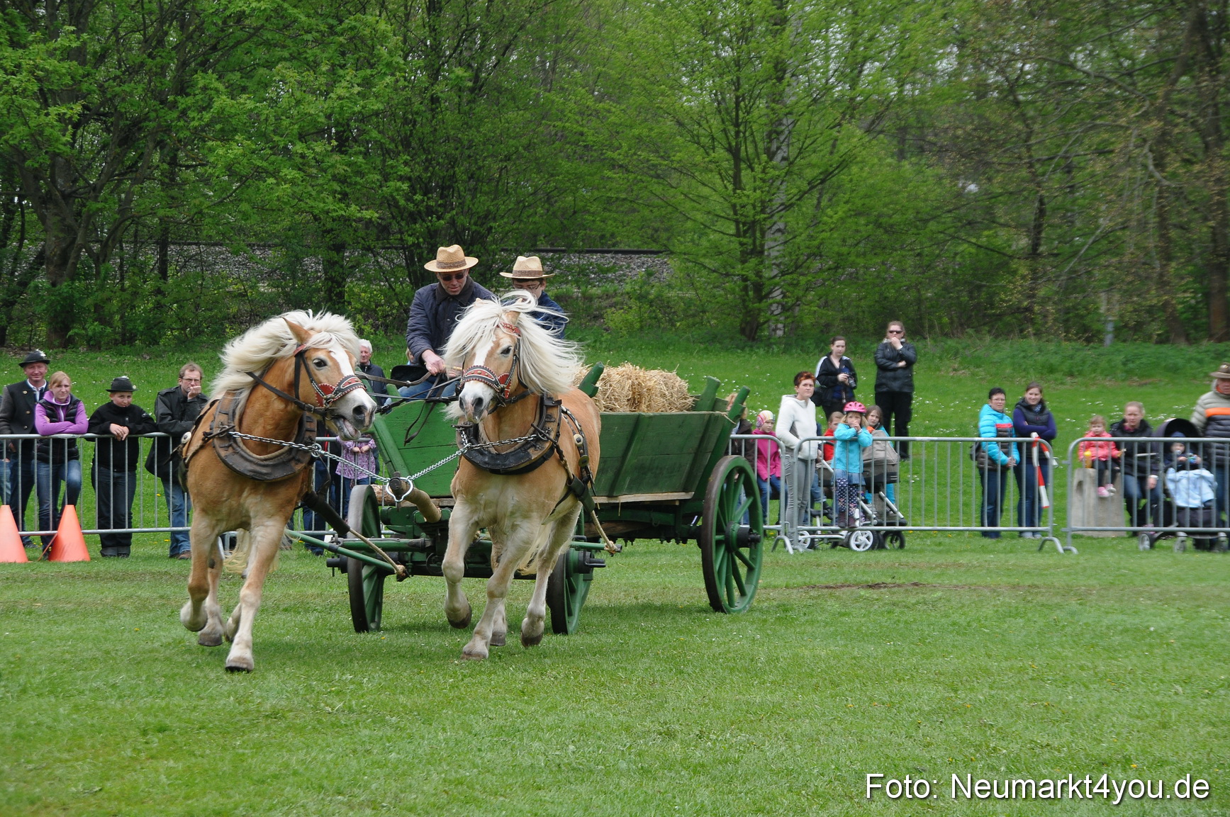 Haflingertreffen Neumarkt 010513 0032