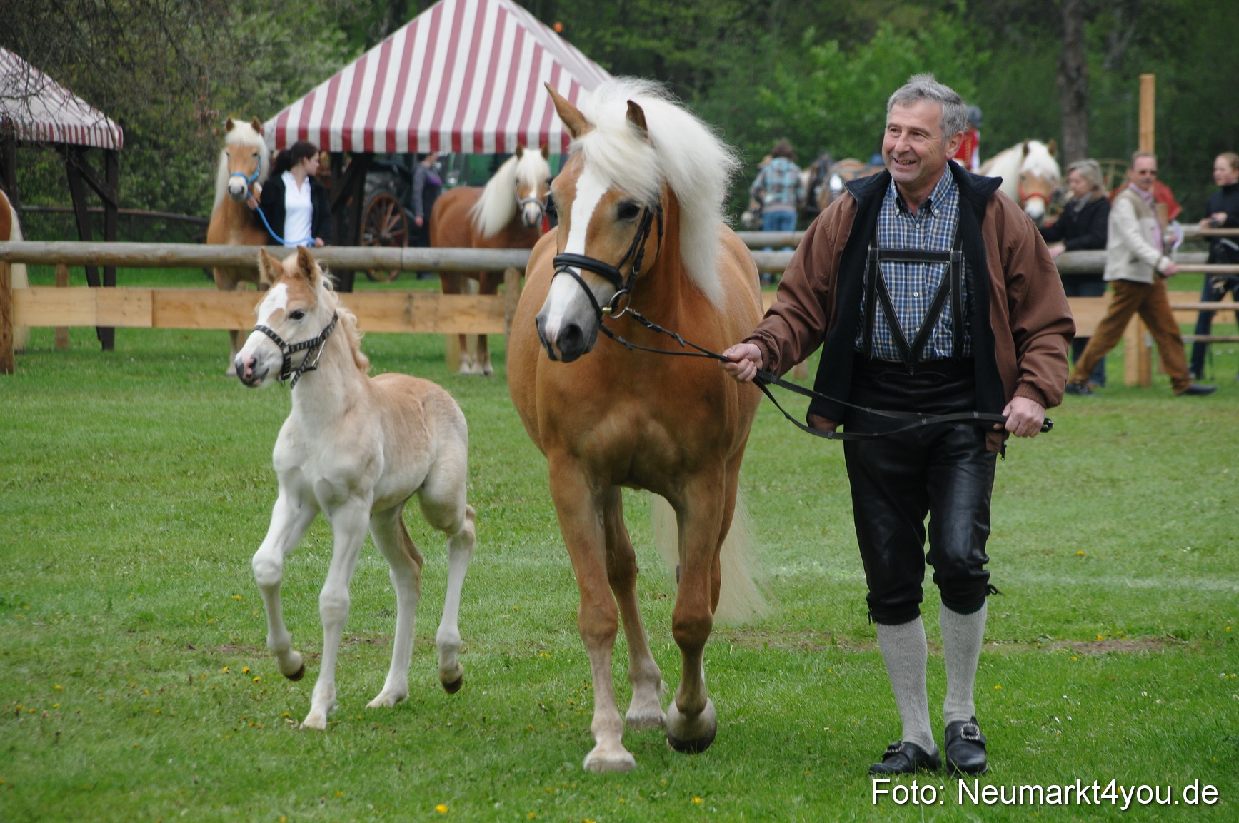Haflingertreffen Neumarkt 010513 0033