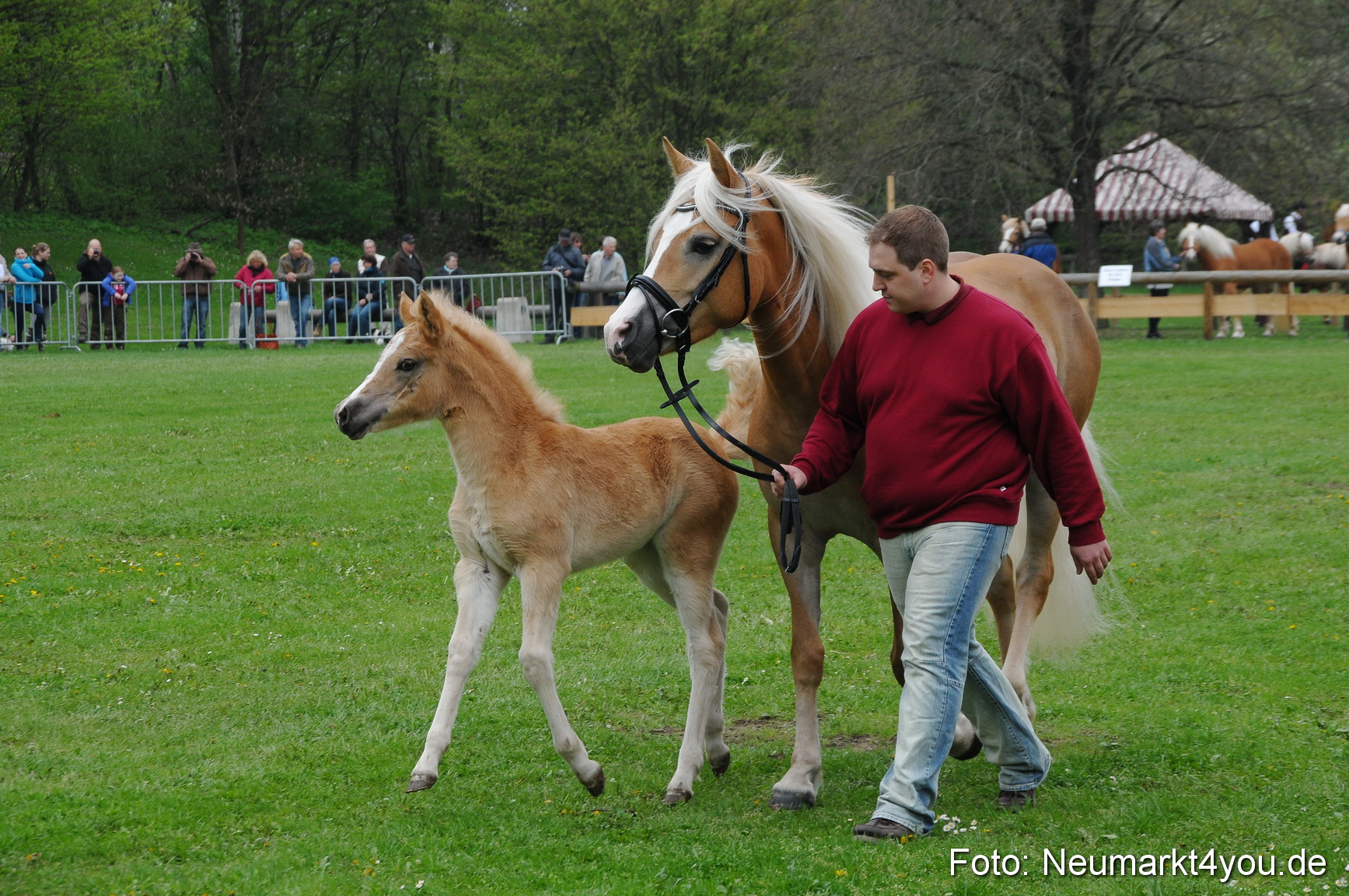 Haflingertreffen Neumarkt 010513 0034