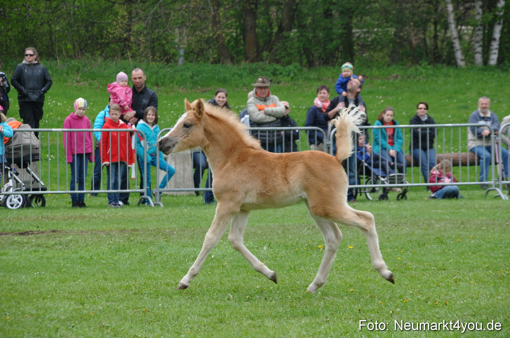 Haflingertreffen Neumarkt 010513 0035