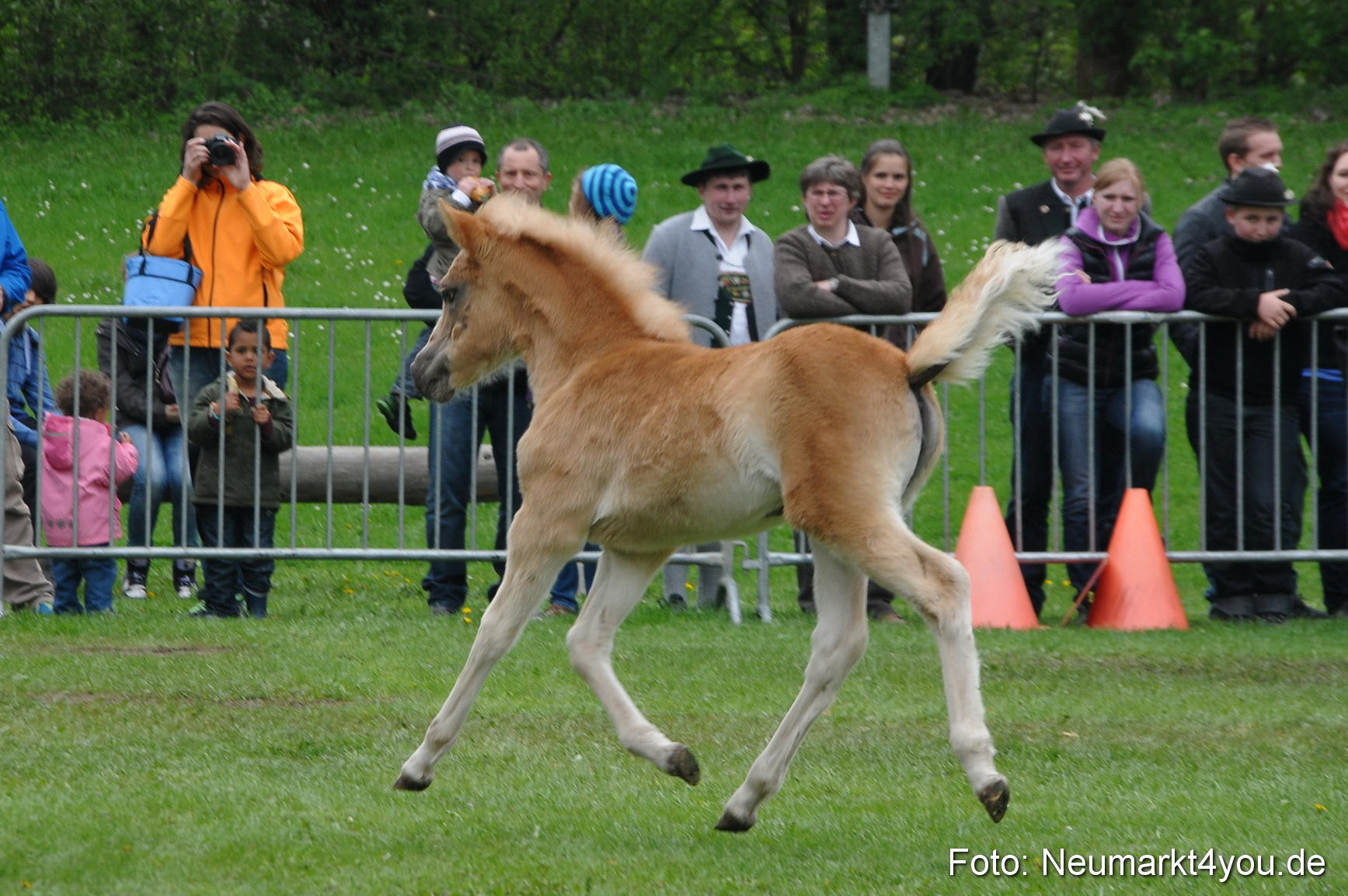 Haflingertreffen Neumarkt 010513 0036