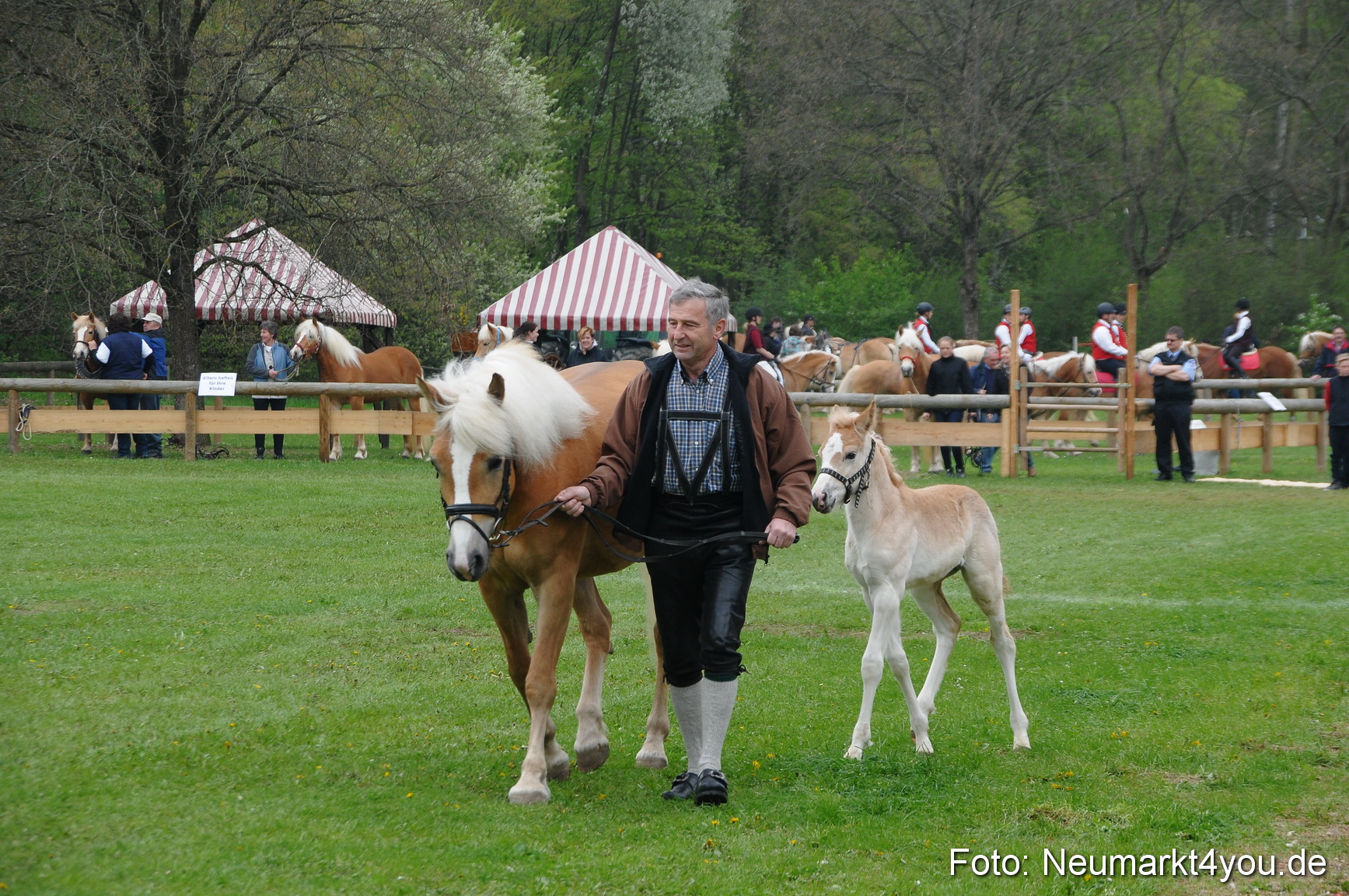 Haflingertreffen Neumarkt 010513 0037