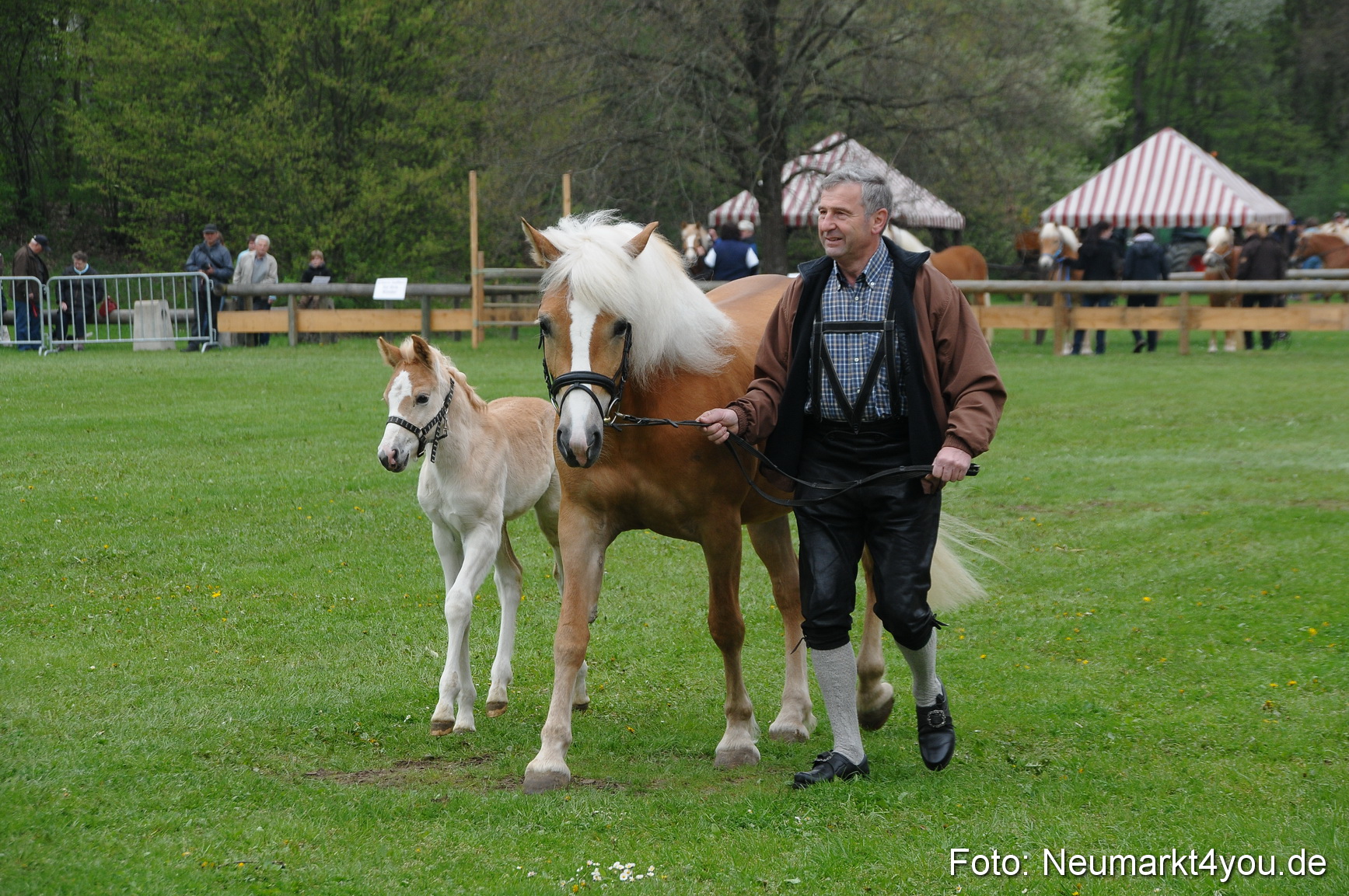 Haflingertreffen Neumarkt 010513 0038