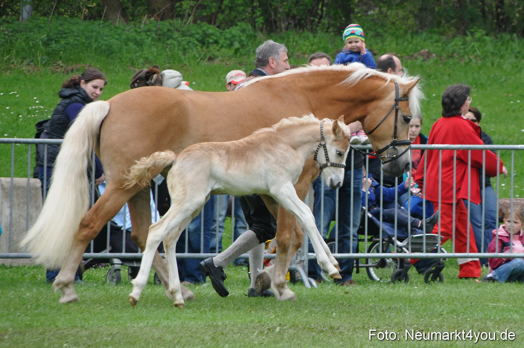 Haflingertreffen Neumarkt 010513 0039