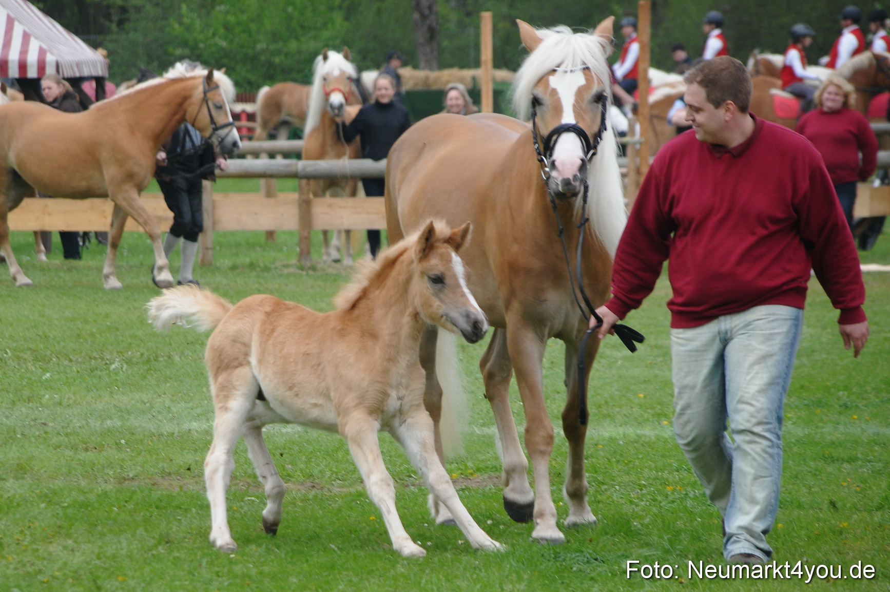 Haflingertreffen Neumarkt 010513 0040