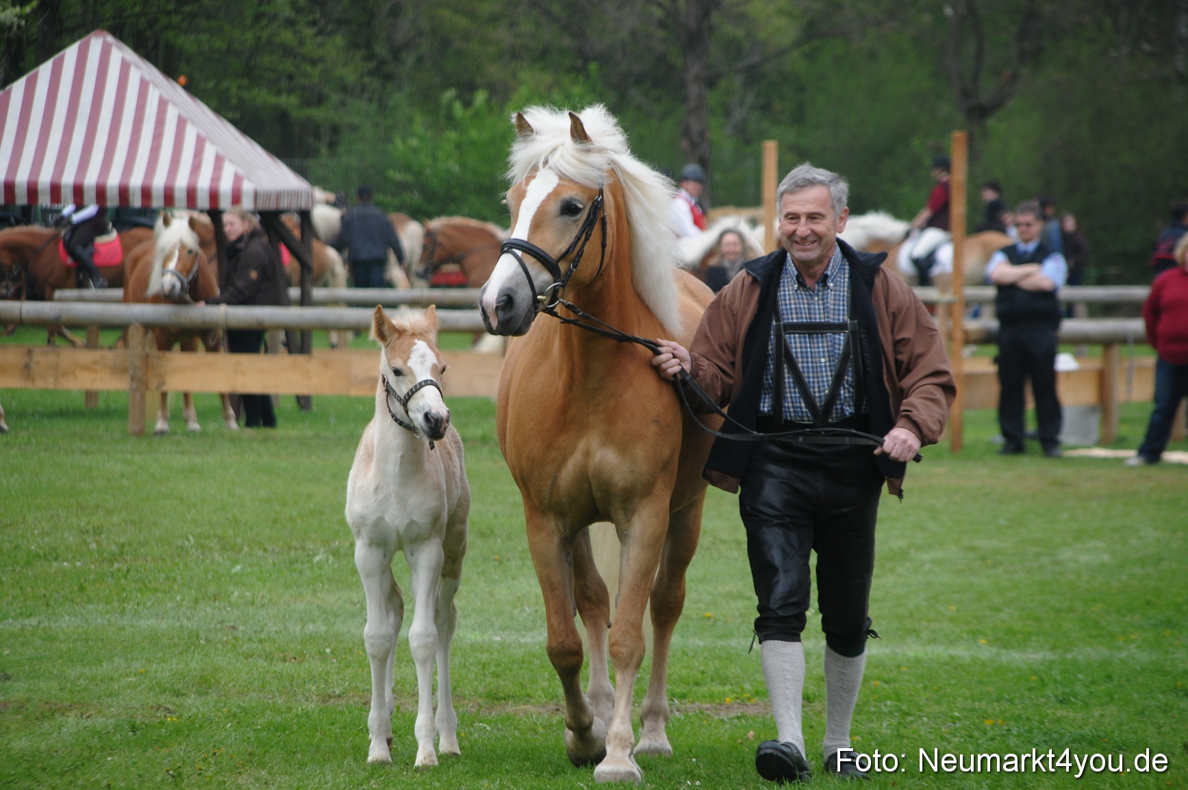 Haflingertreffen Neumarkt 010513 0041
