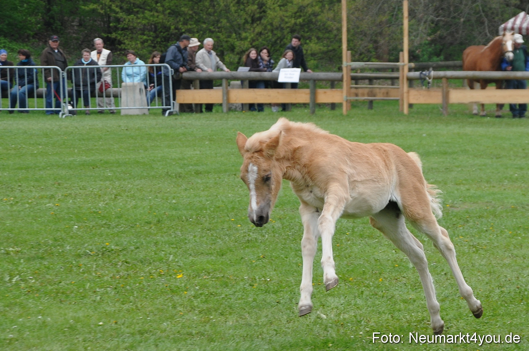 Haflingertreffen Neumarkt 010513 0042