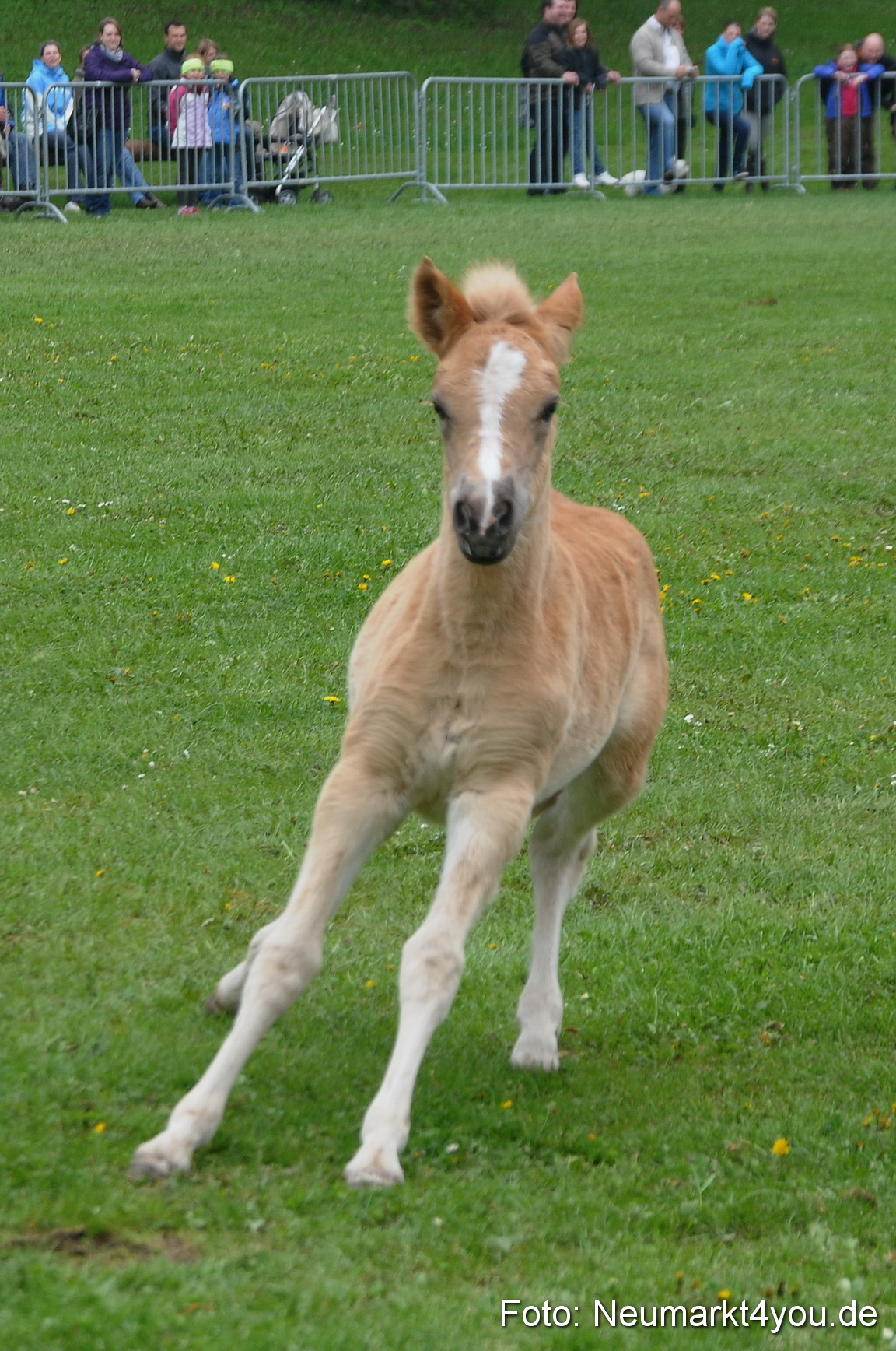 Haflingertreffen Neumarkt 010513 0043