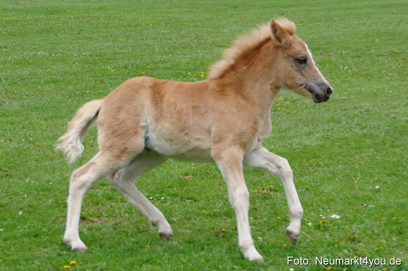 Haflingertreffen Neumarkt 010513 0044