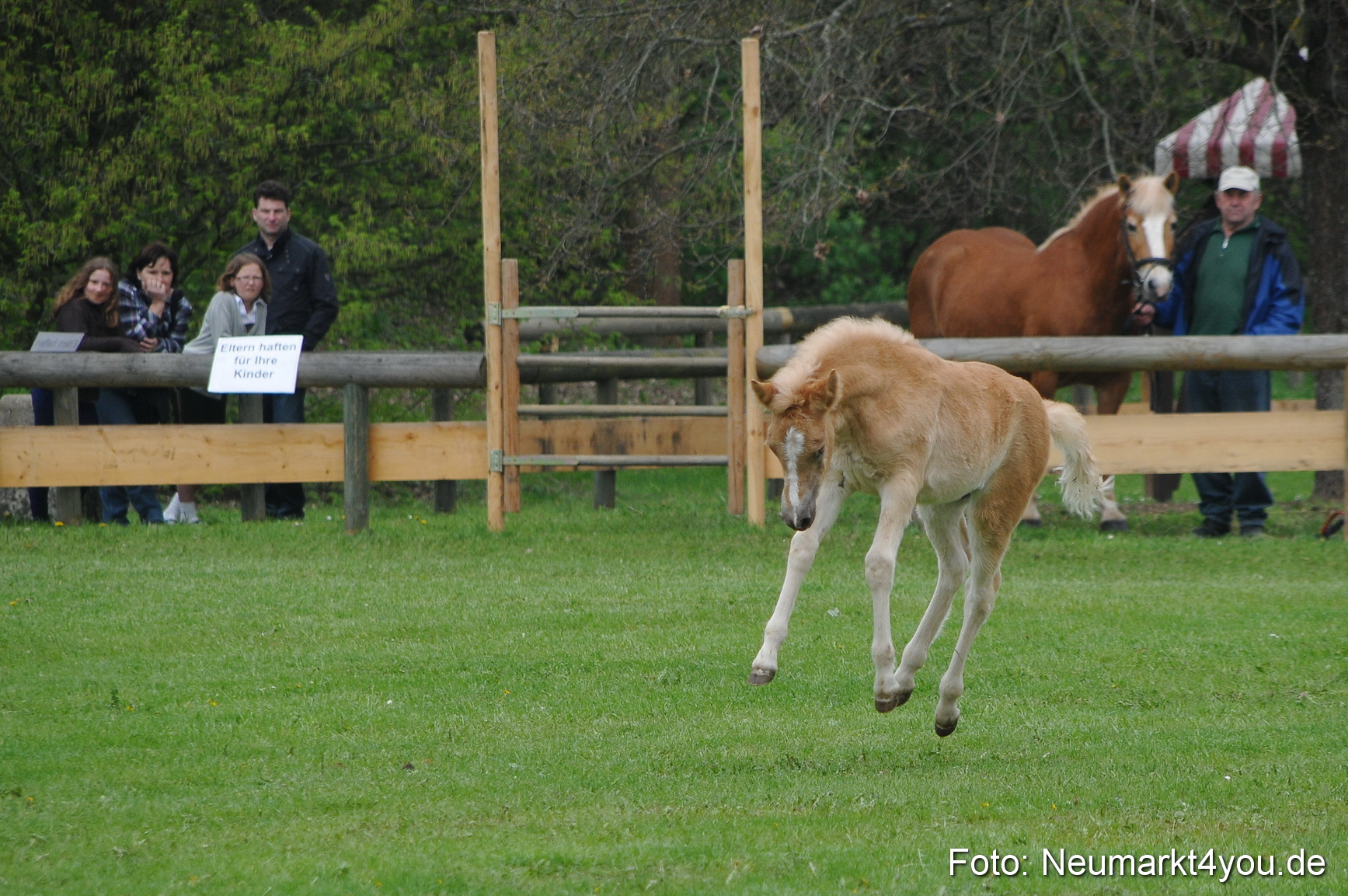 Haflingertreffen Neumarkt 010513 0045