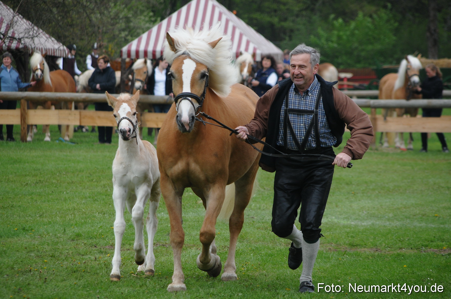 Haflingertreffen Neumarkt 010513 0046