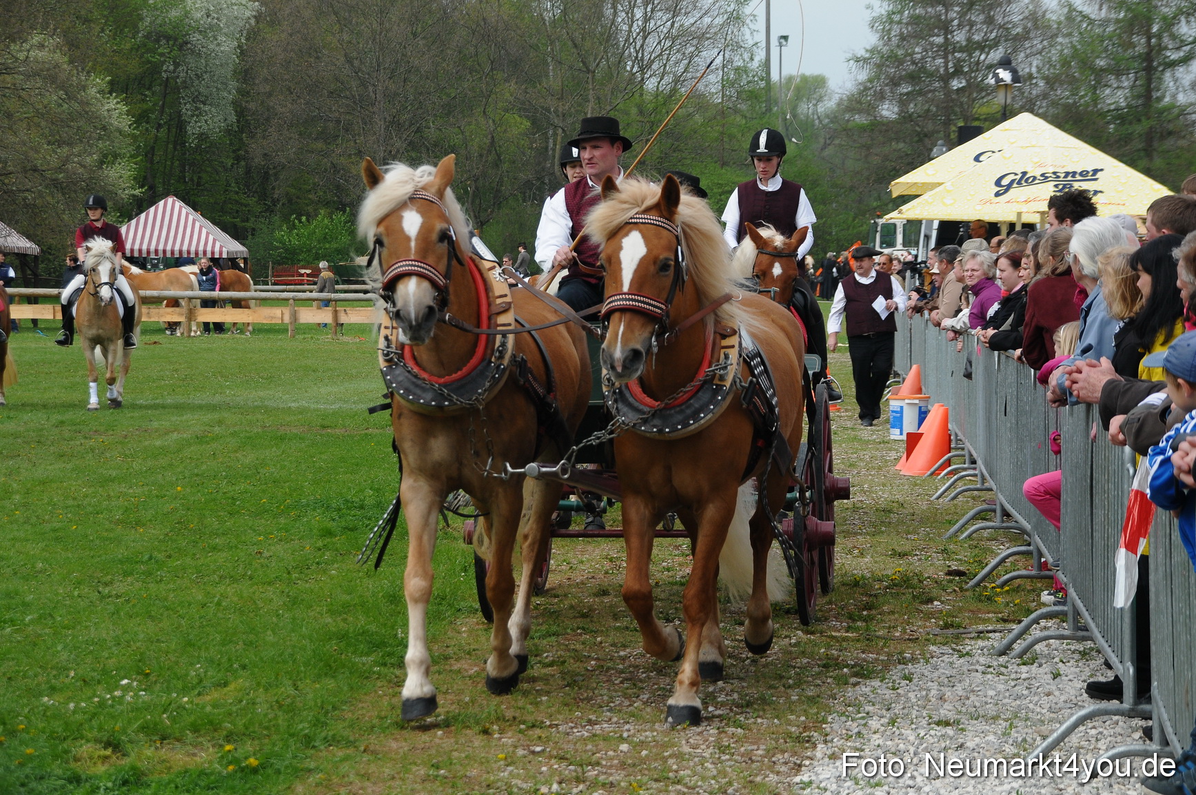 Haflingertreffen Neumarkt 010513 0048
