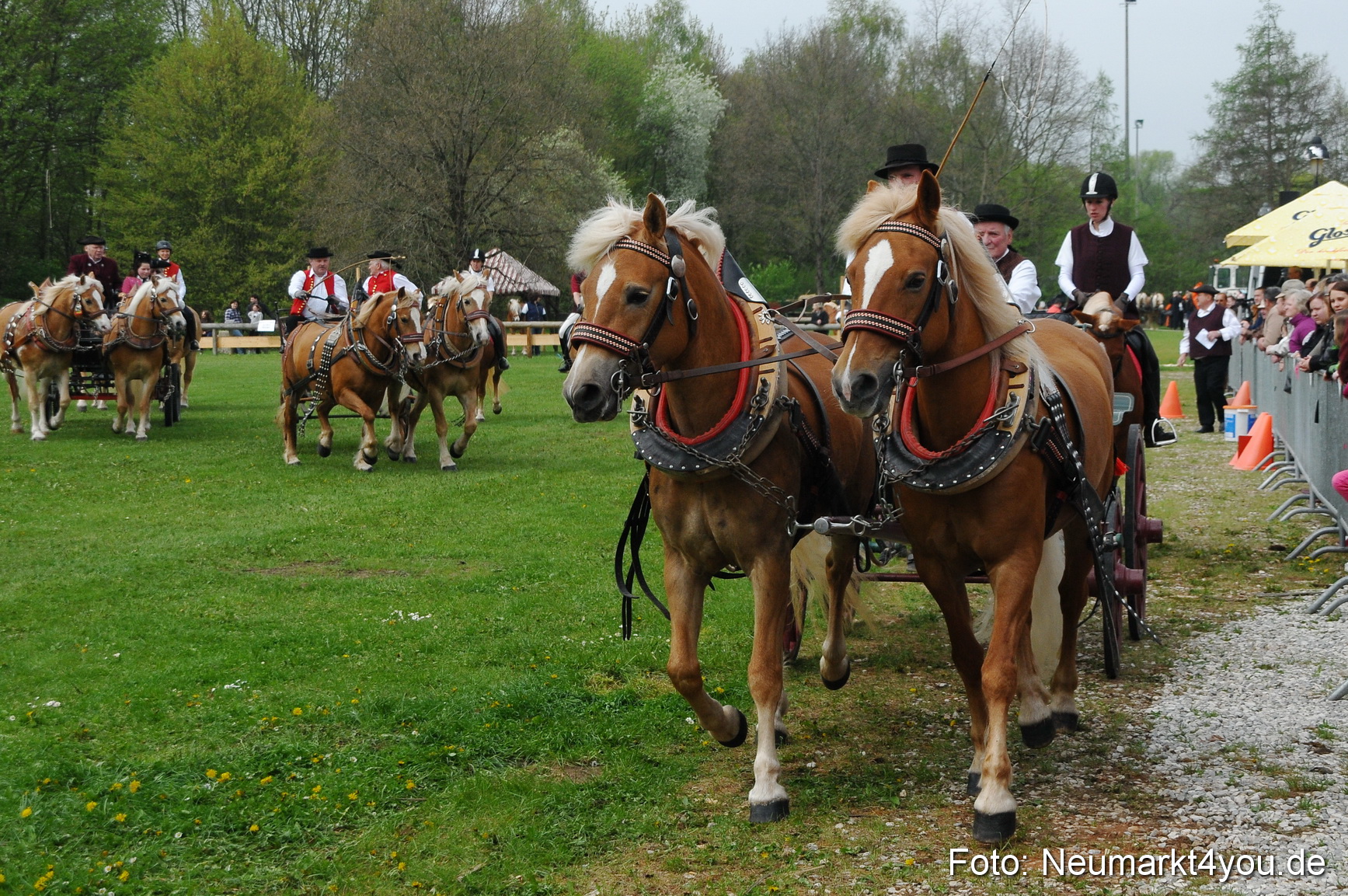 Haflingertreffen Neumarkt 010513 0049
