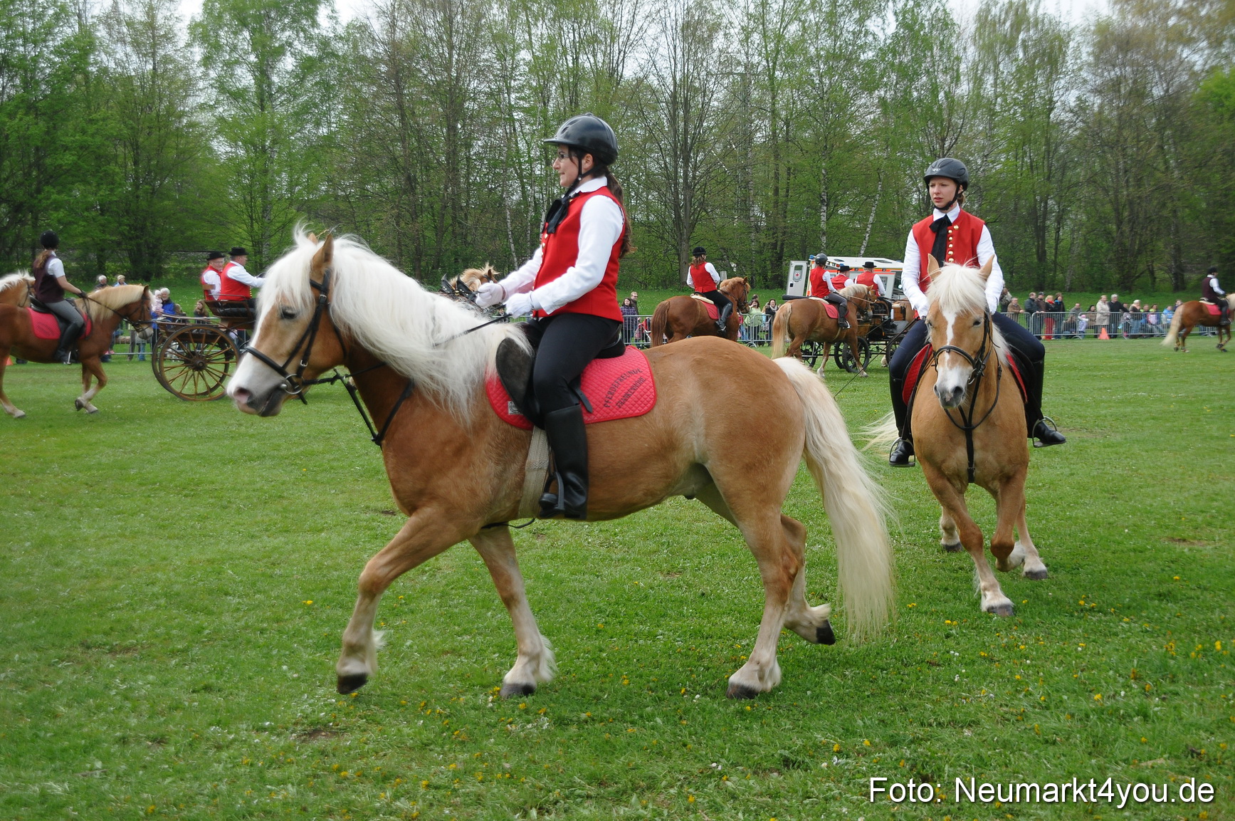 Haflingertreffen Neumarkt 010513 0052