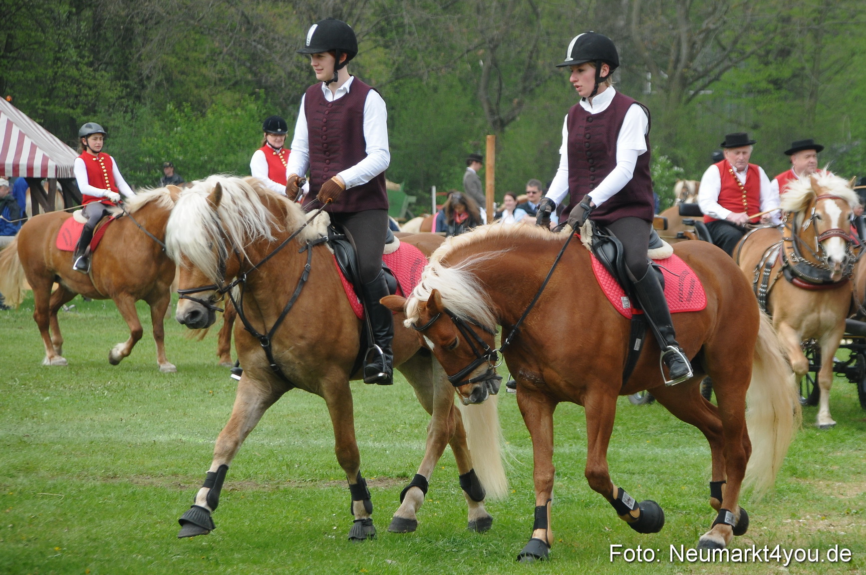 Haflingertreffen Neumarkt 010513 0062