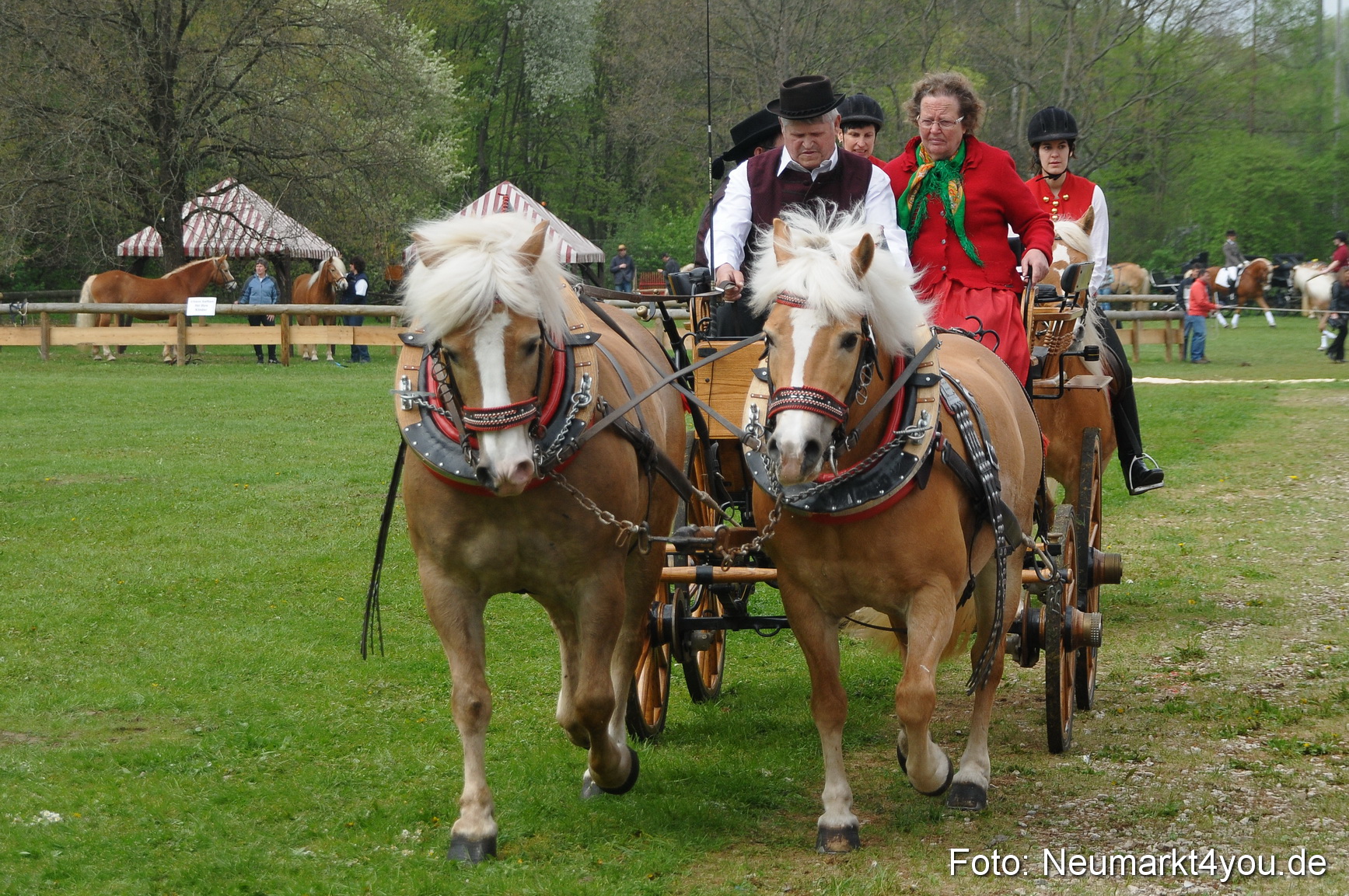 Haflingertreffen Neumarkt 010513 0067