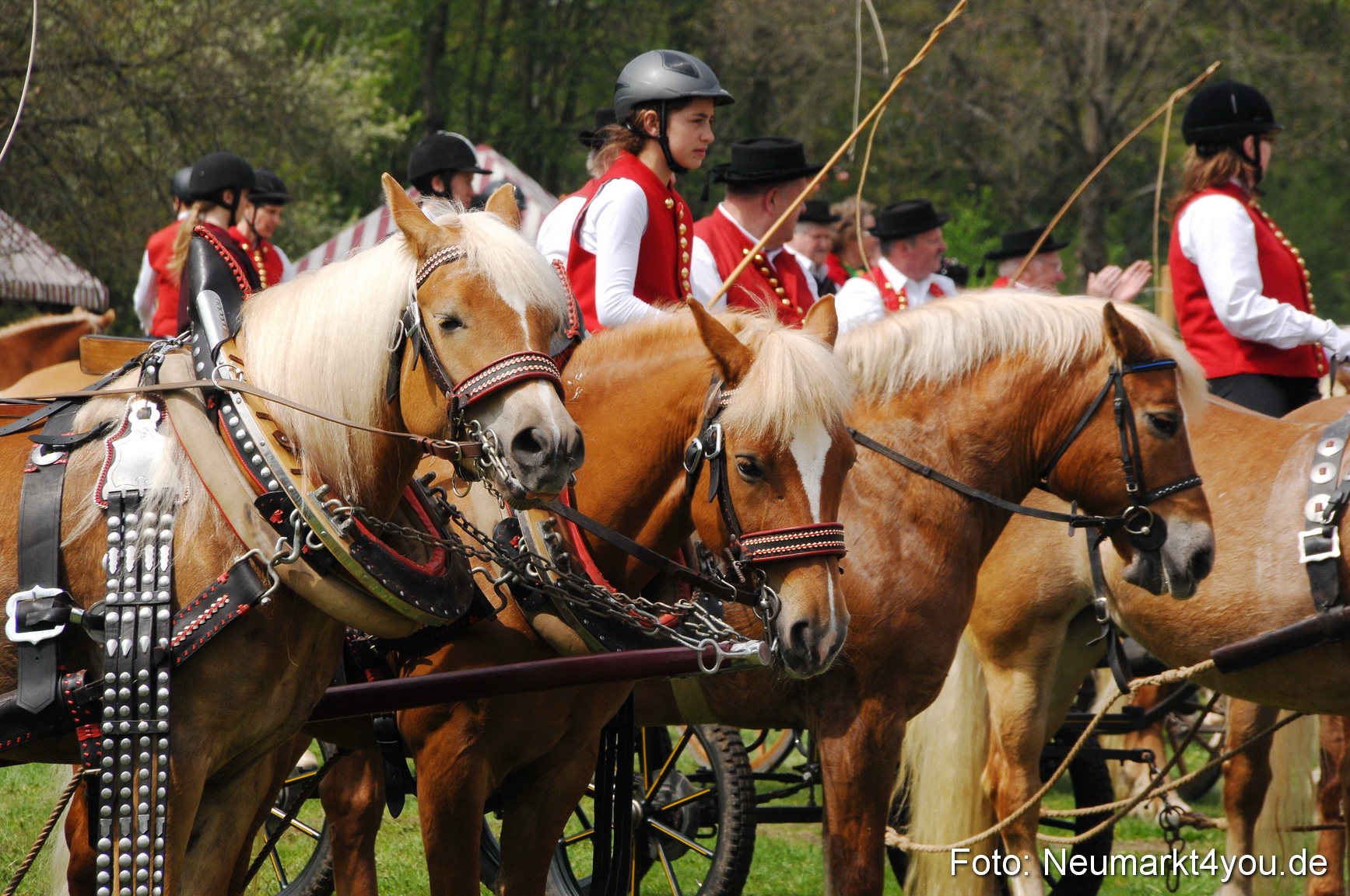 Haflingertreffen Neumarkt 010513 0069