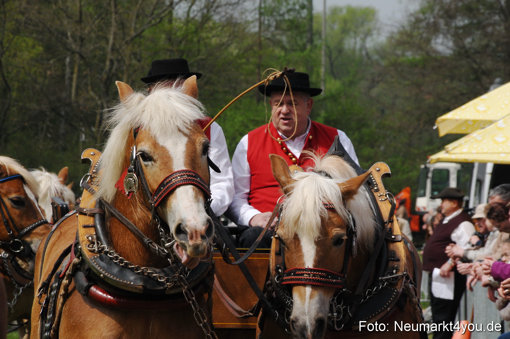 Haflingertreffen Neumarkt 010513 0070