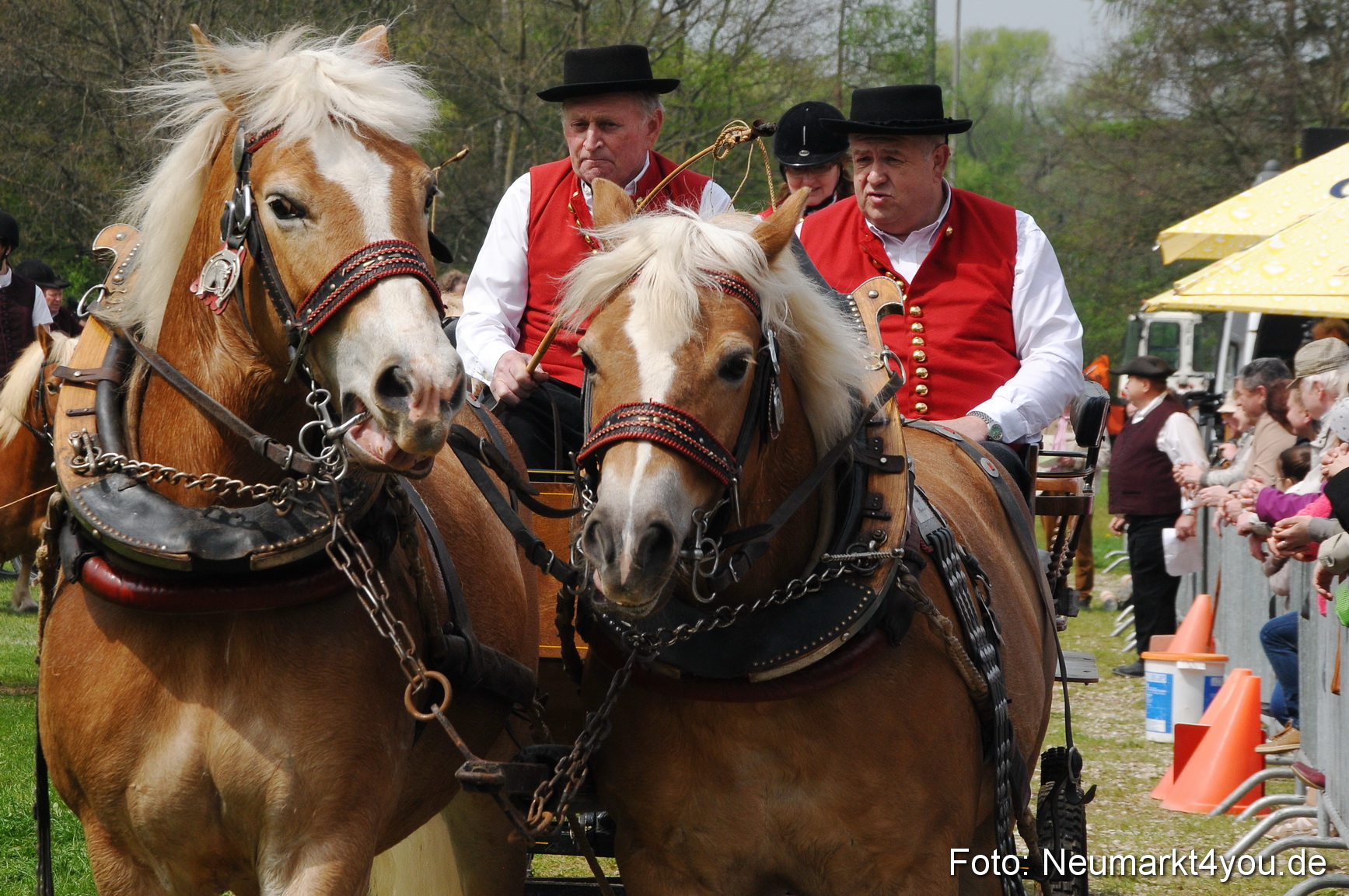 Haflingertreffen Neumarkt 010513 0071