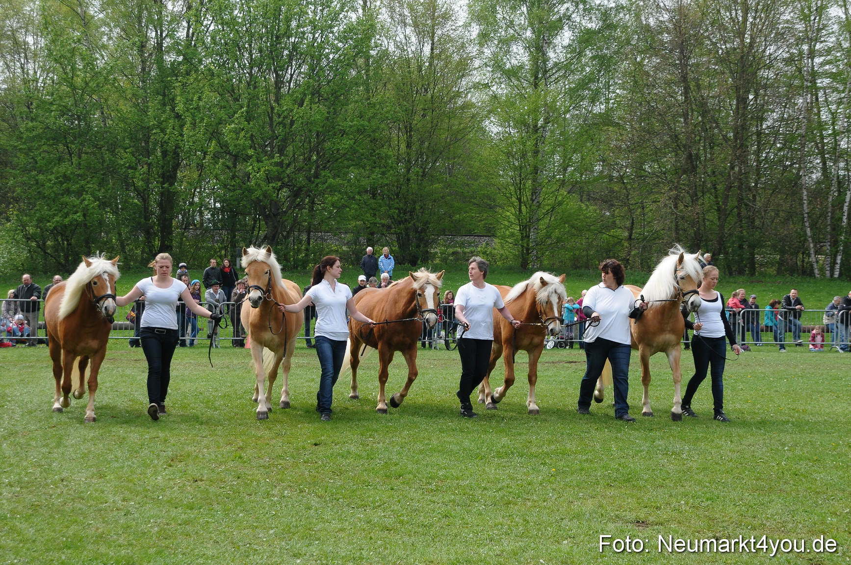 Haflingertreffen Neumarkt 010513 0077