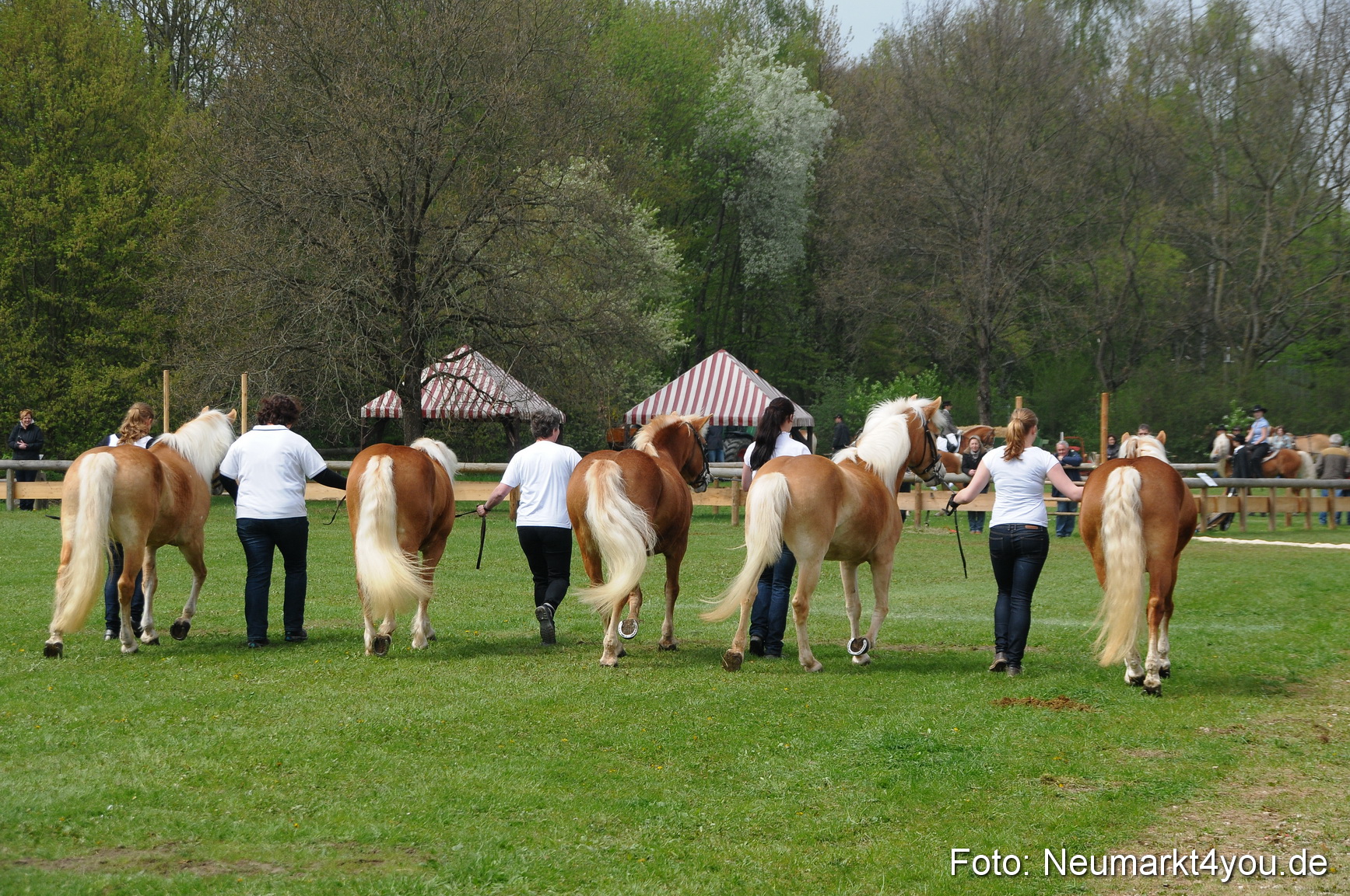Haflingertreffen Neumarkt 010513 0078