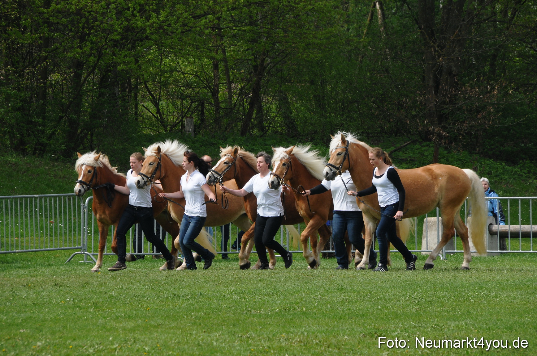 Haflingertreffen Neumarkt 010513 0079