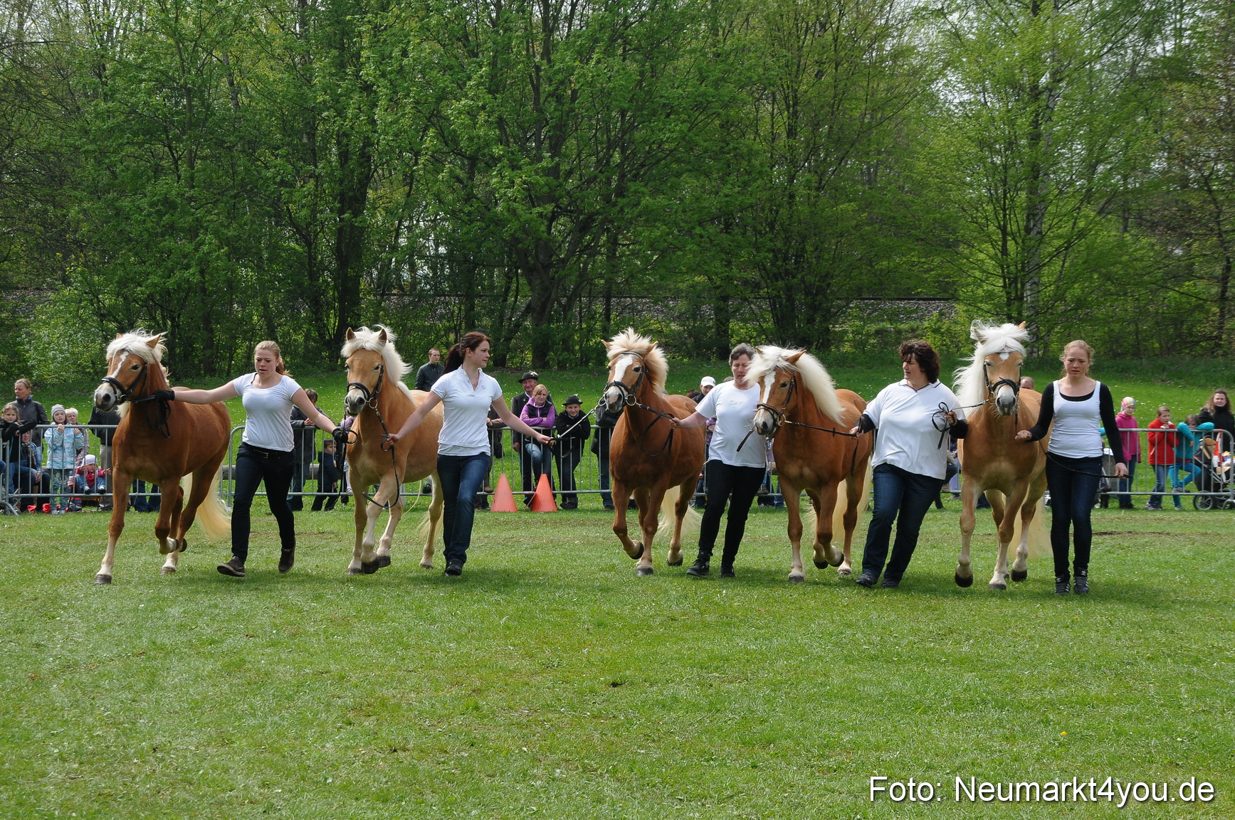Haflingertreffen Neumarkt 010513 0080