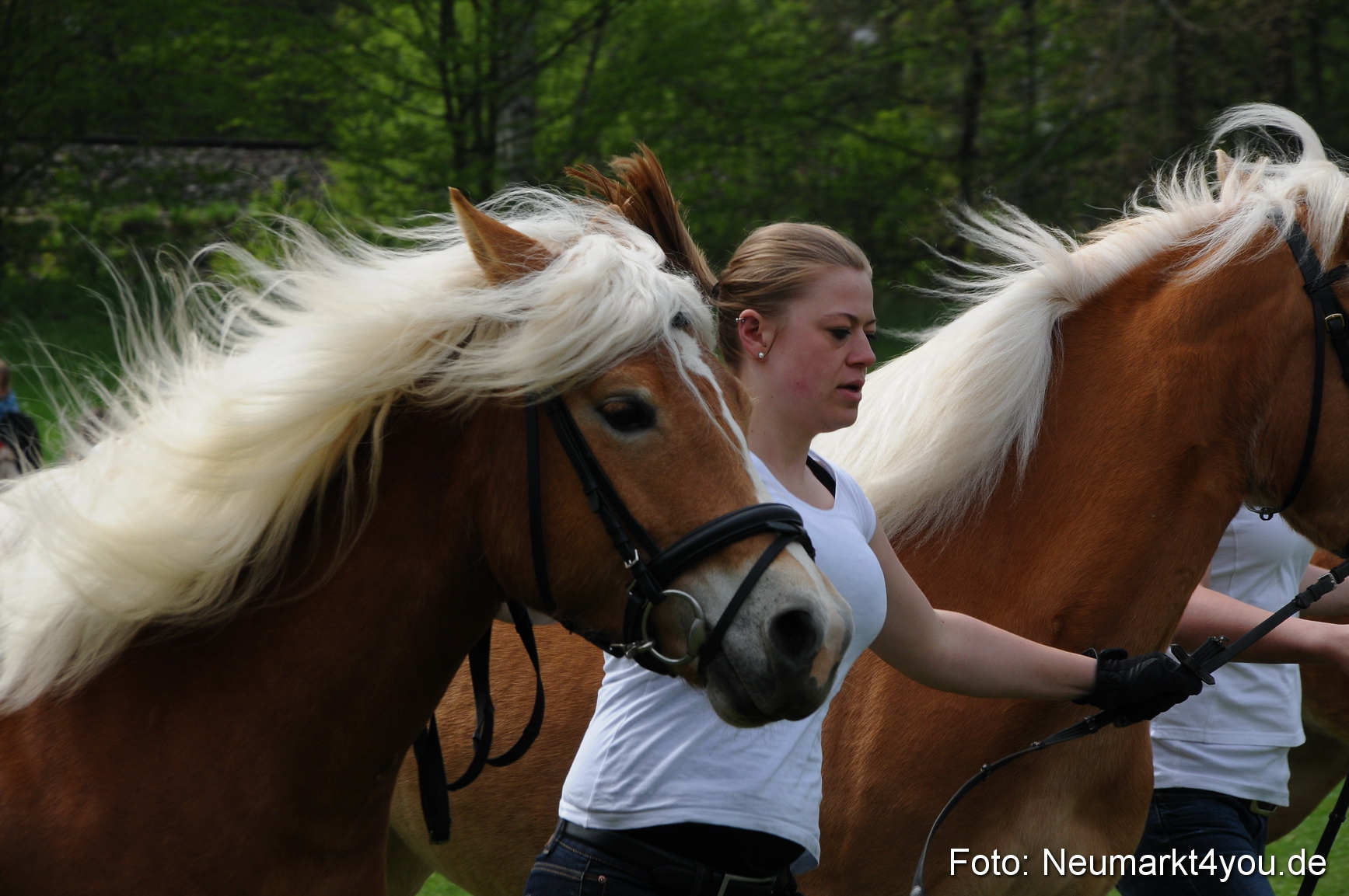 Haflingertreffen Neumarkt 010513 0081