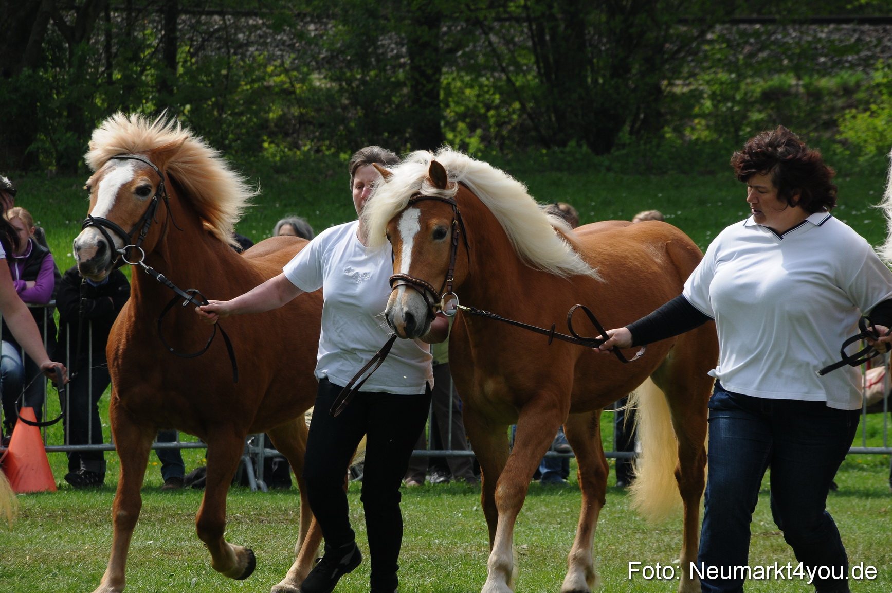 Haflingertreffen Neumarkt 010513 0082