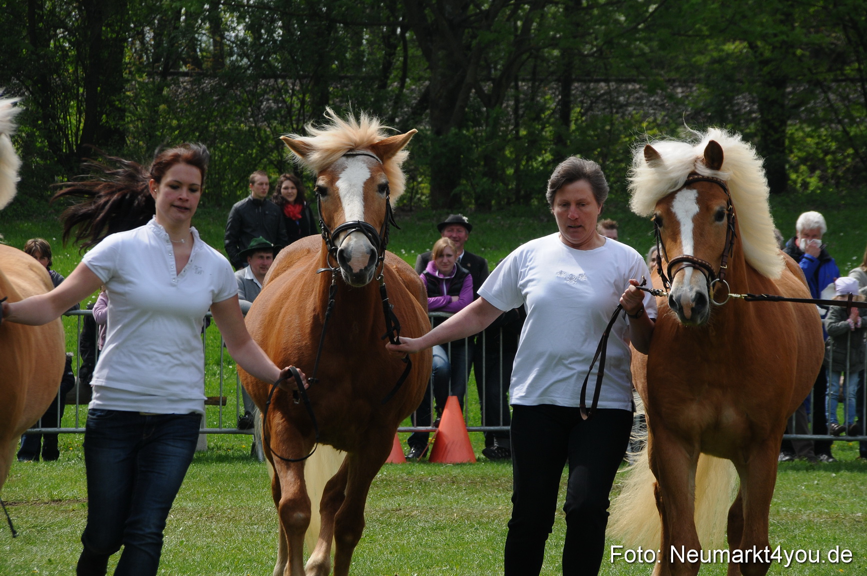 Haflingertreffen Neumarkt 010513 0083