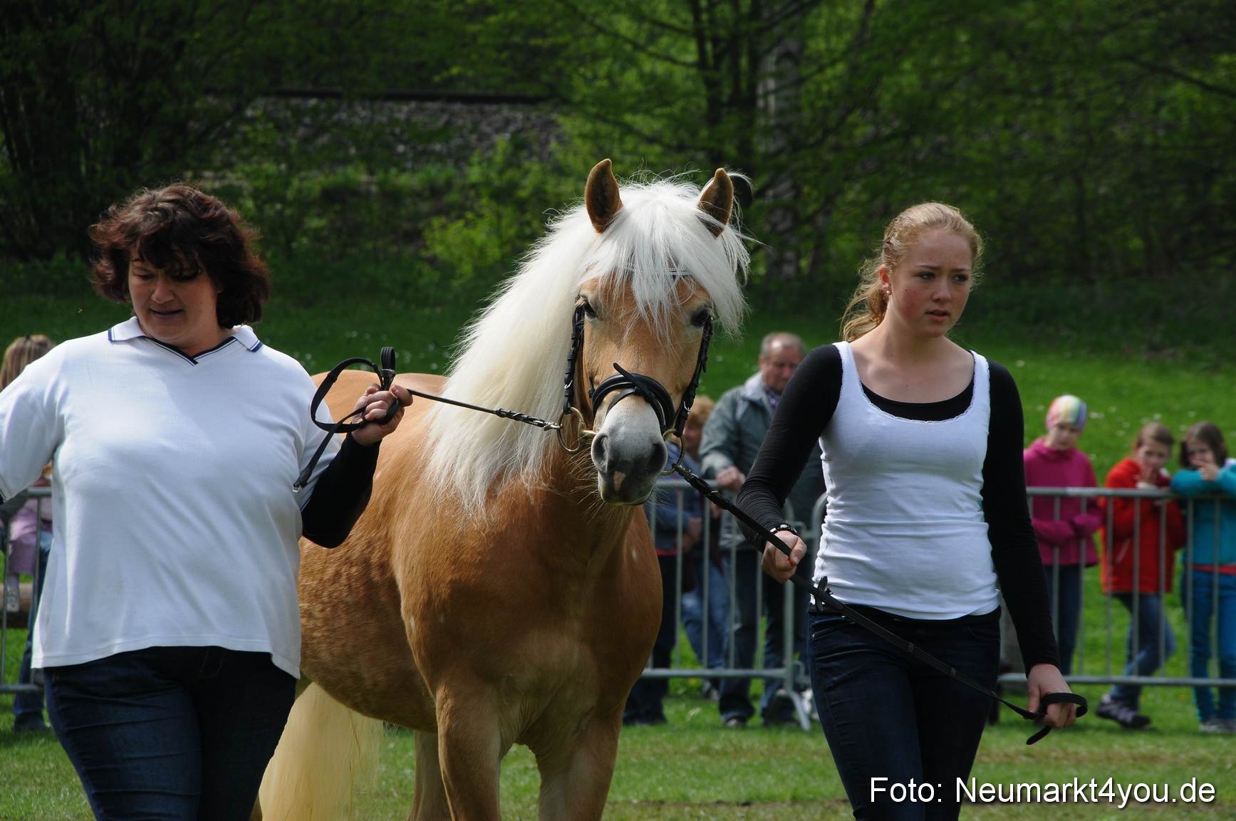 Haflingertreffen Neumarkt 010513 0084
