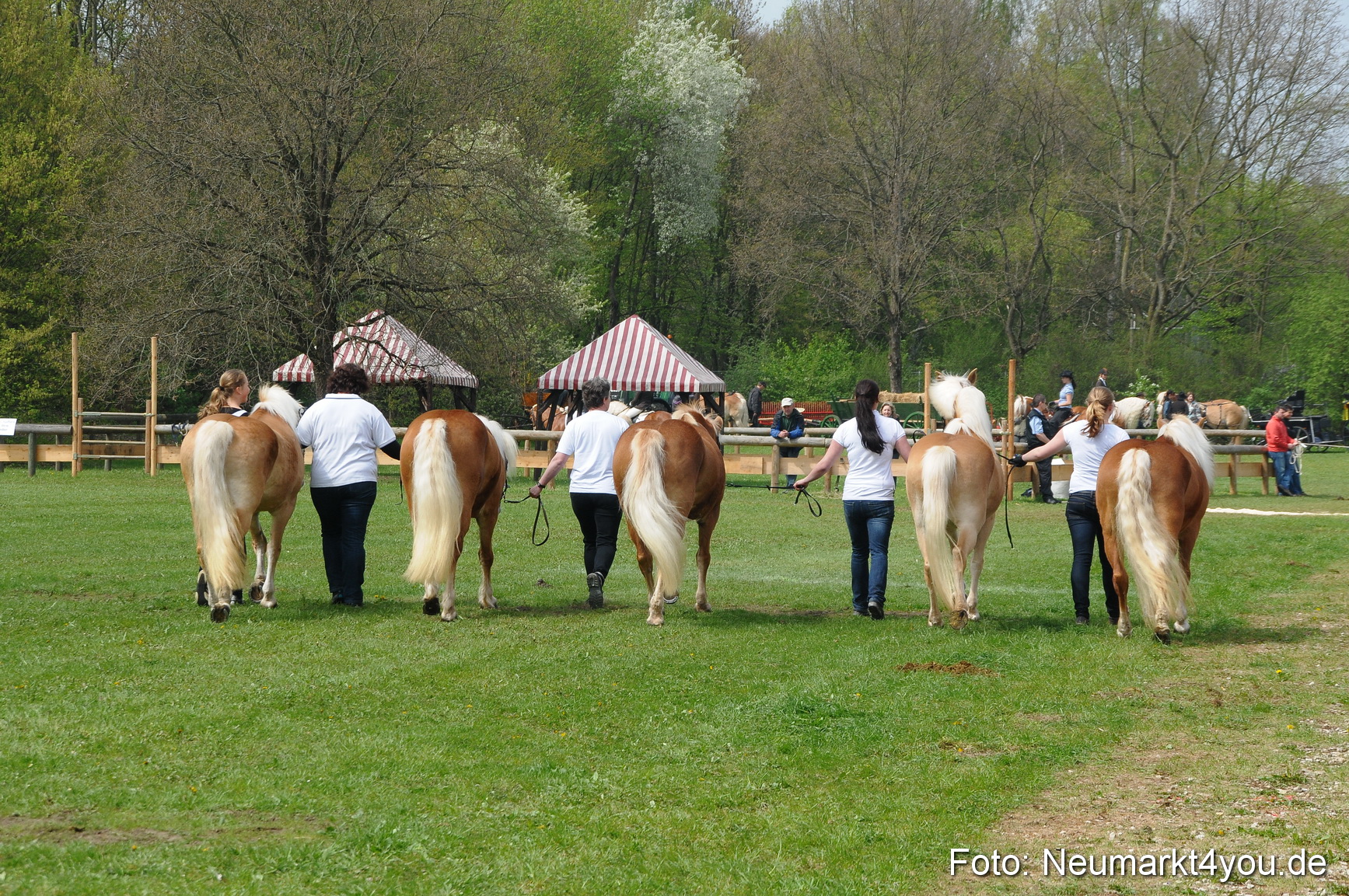 Haflingertreffen Neumarkt 010513 0085