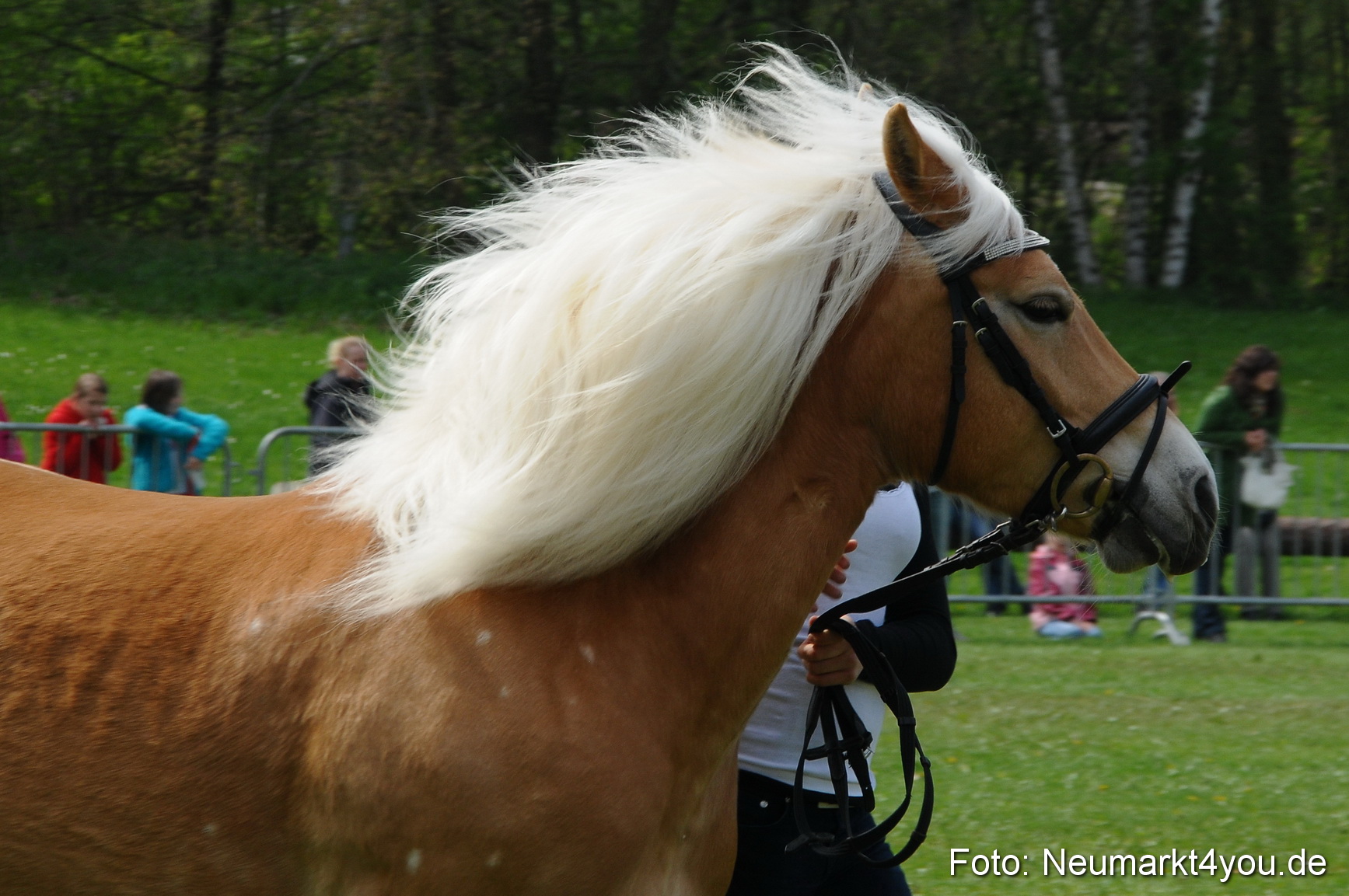 Haflingertreffen Neumarkt 010513 0086